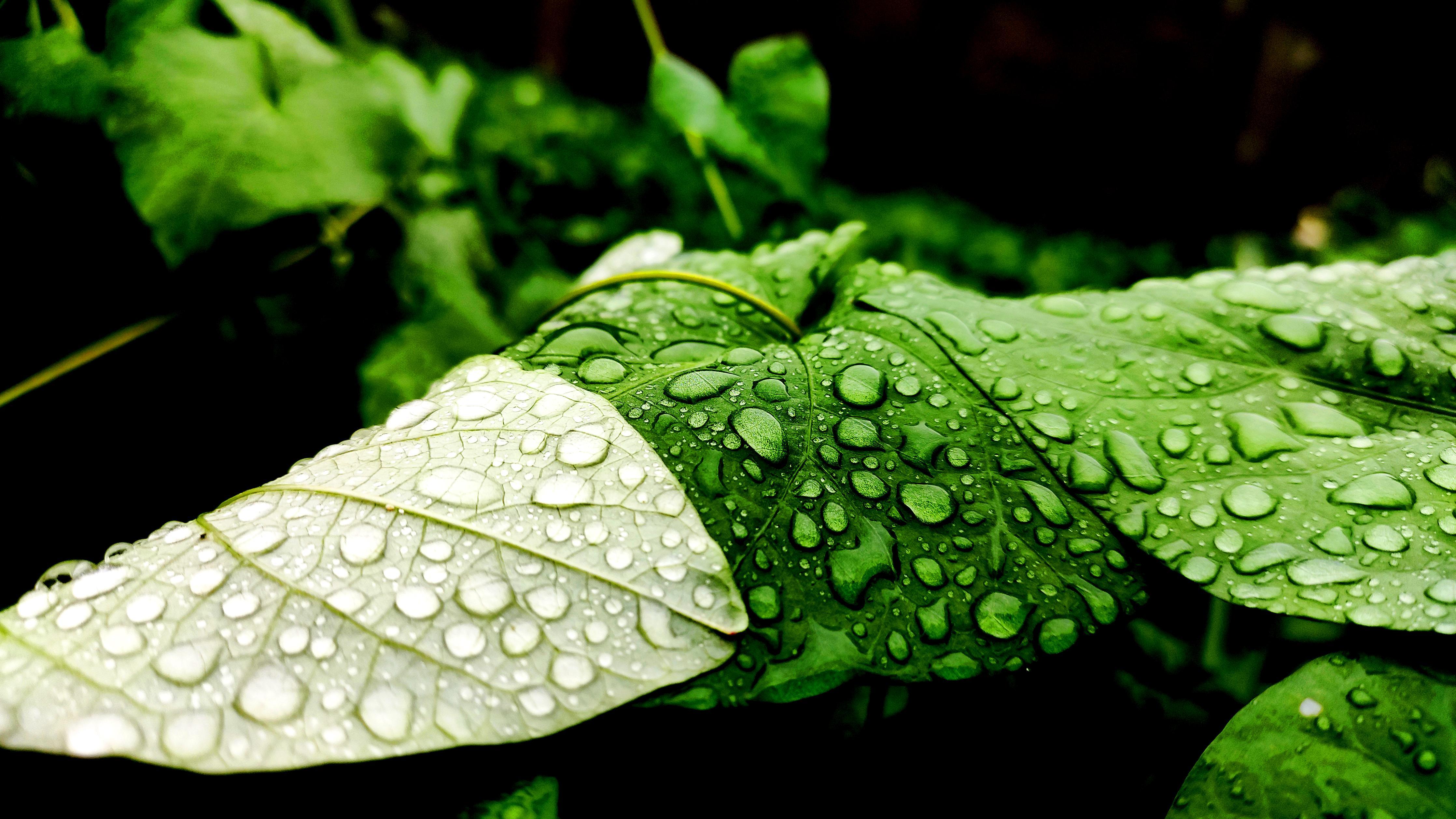 Duschrückwand-Wassertropfen auf einem Blatt