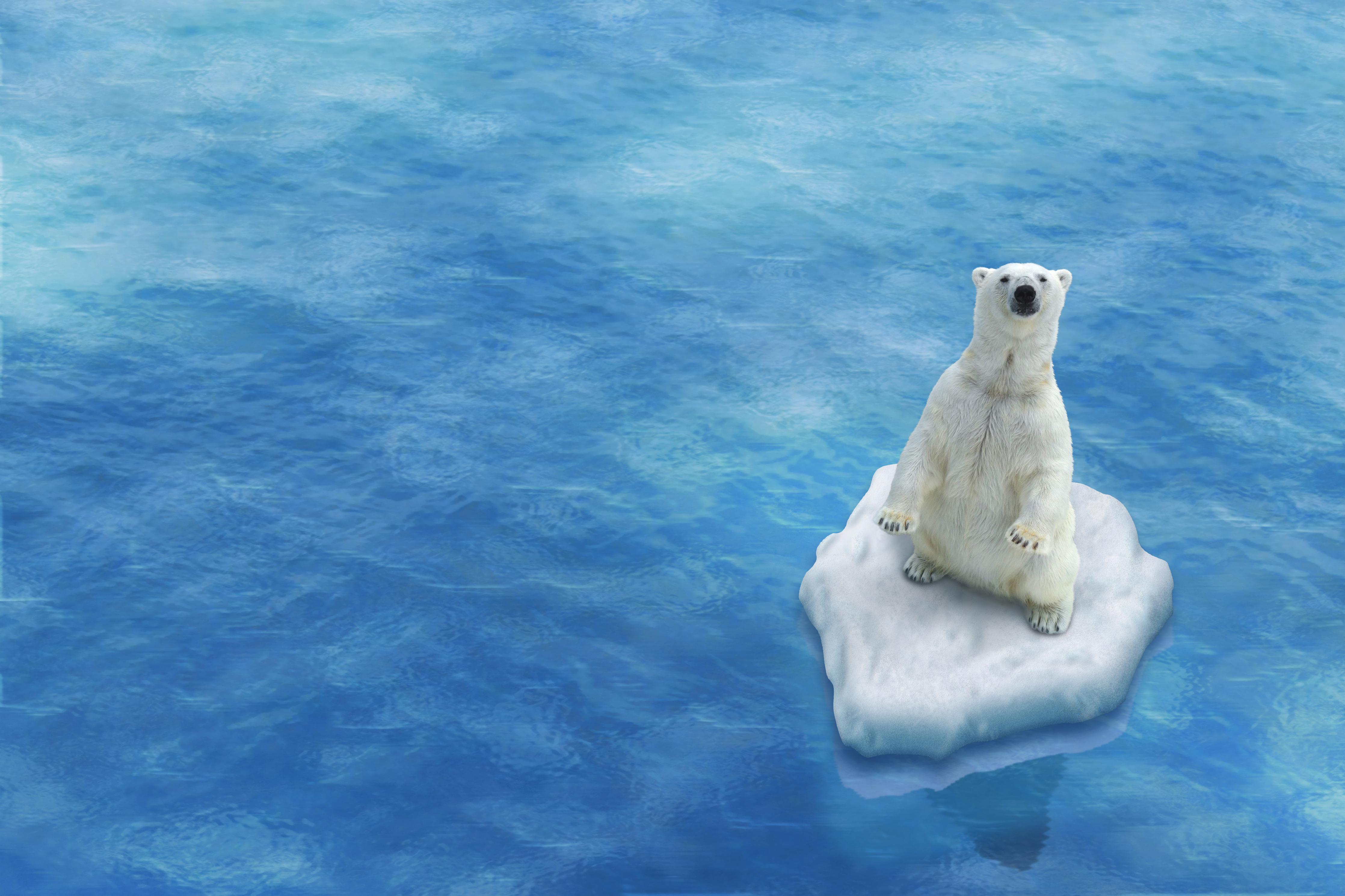 Duschrückwand-Weißer Eisbär treibend auf Eisscholle