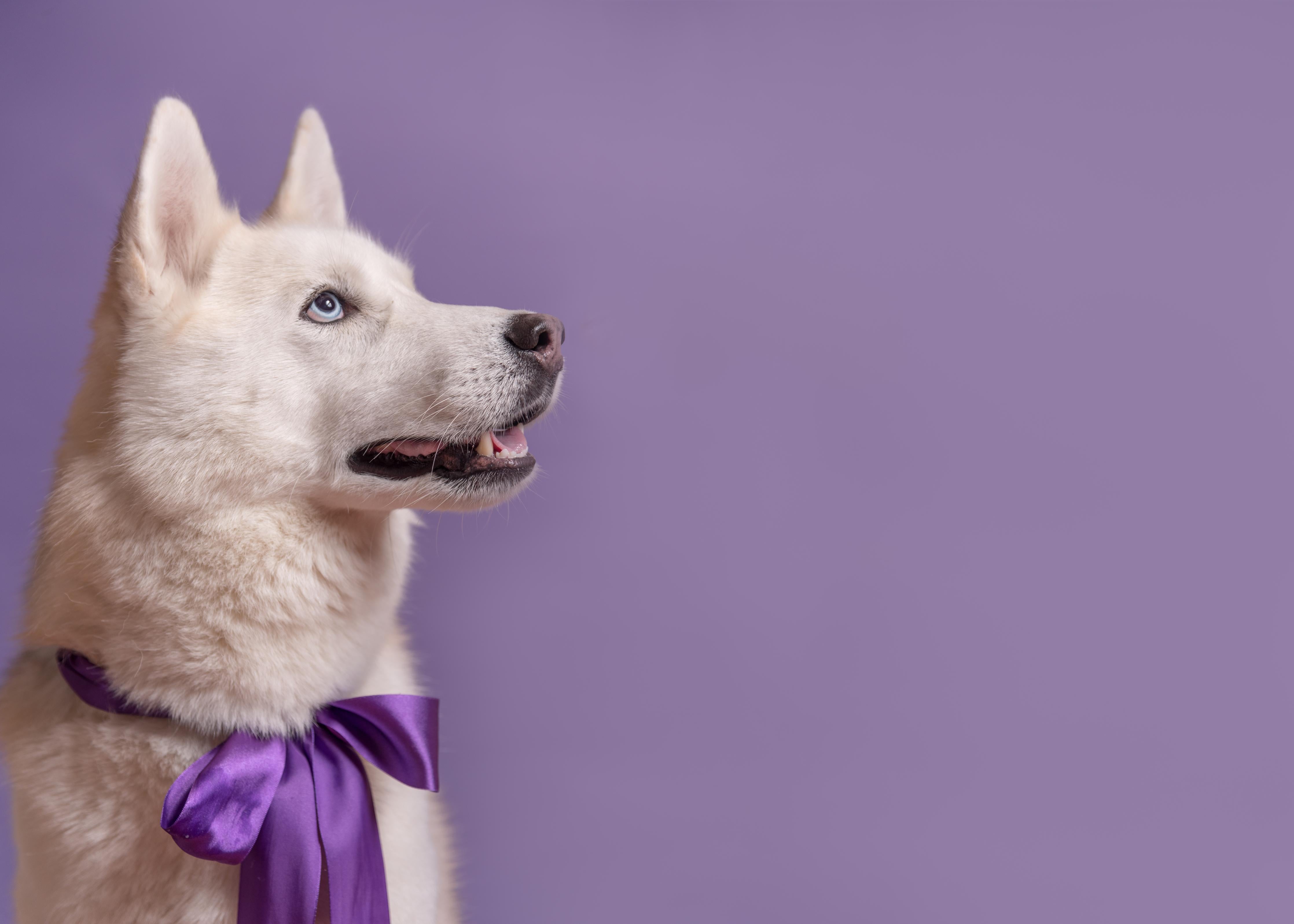 Duschrückwand-Weißer sibirischer Husky Hund mit violetter Fliege