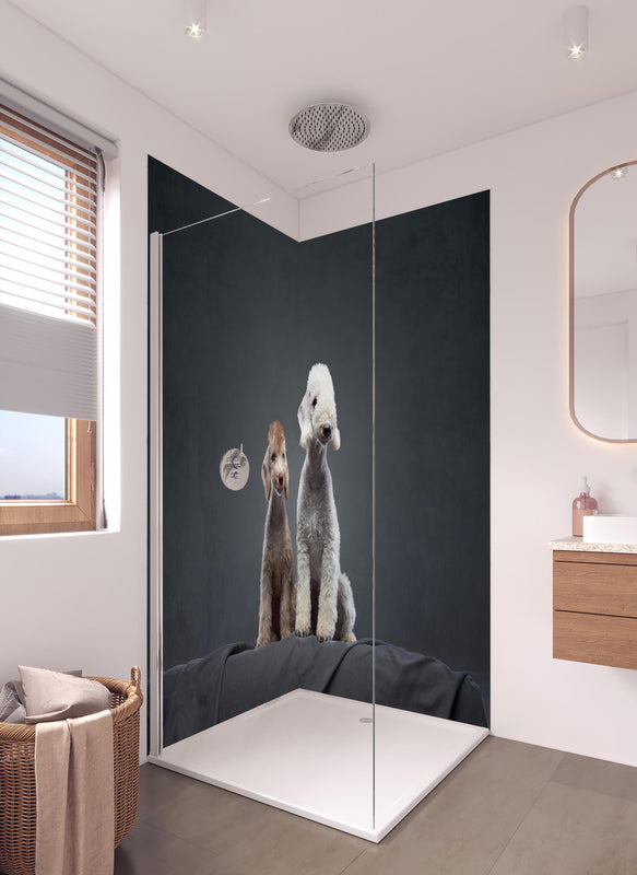 Duschrückwand - Welpe und erwachsener Bedlington Terrier in hellem Badezimmer mit Regenduschkopf  - zweiteilige Eck-Duschrückwand