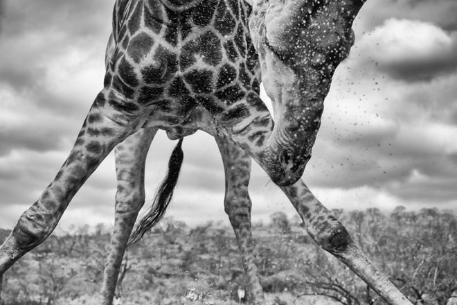 Duschrückwand - Dynamische Giraffe Schwarz-Weiß Momentaufnahme