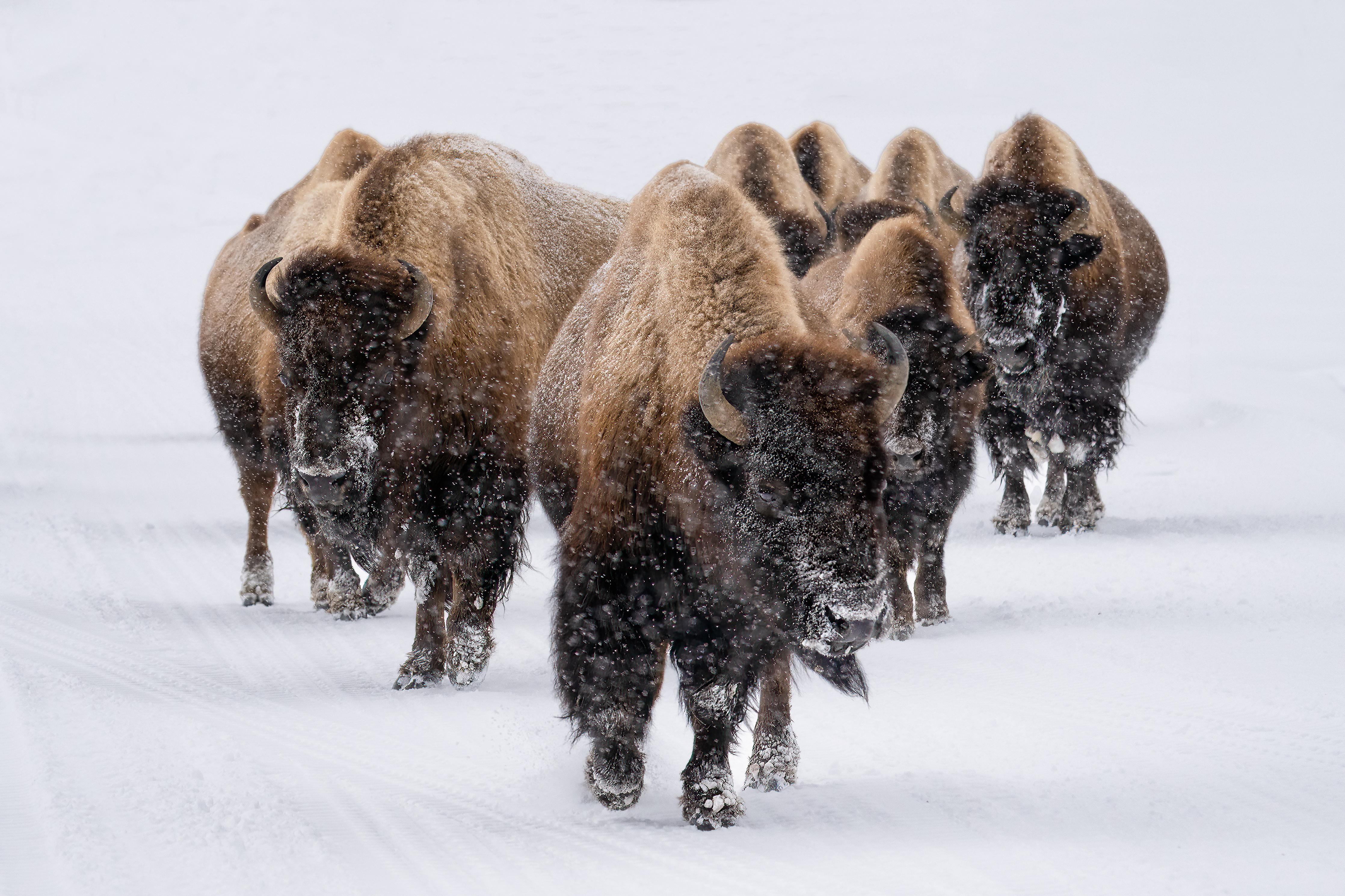 Duschrückwand-Eine Bison Herde