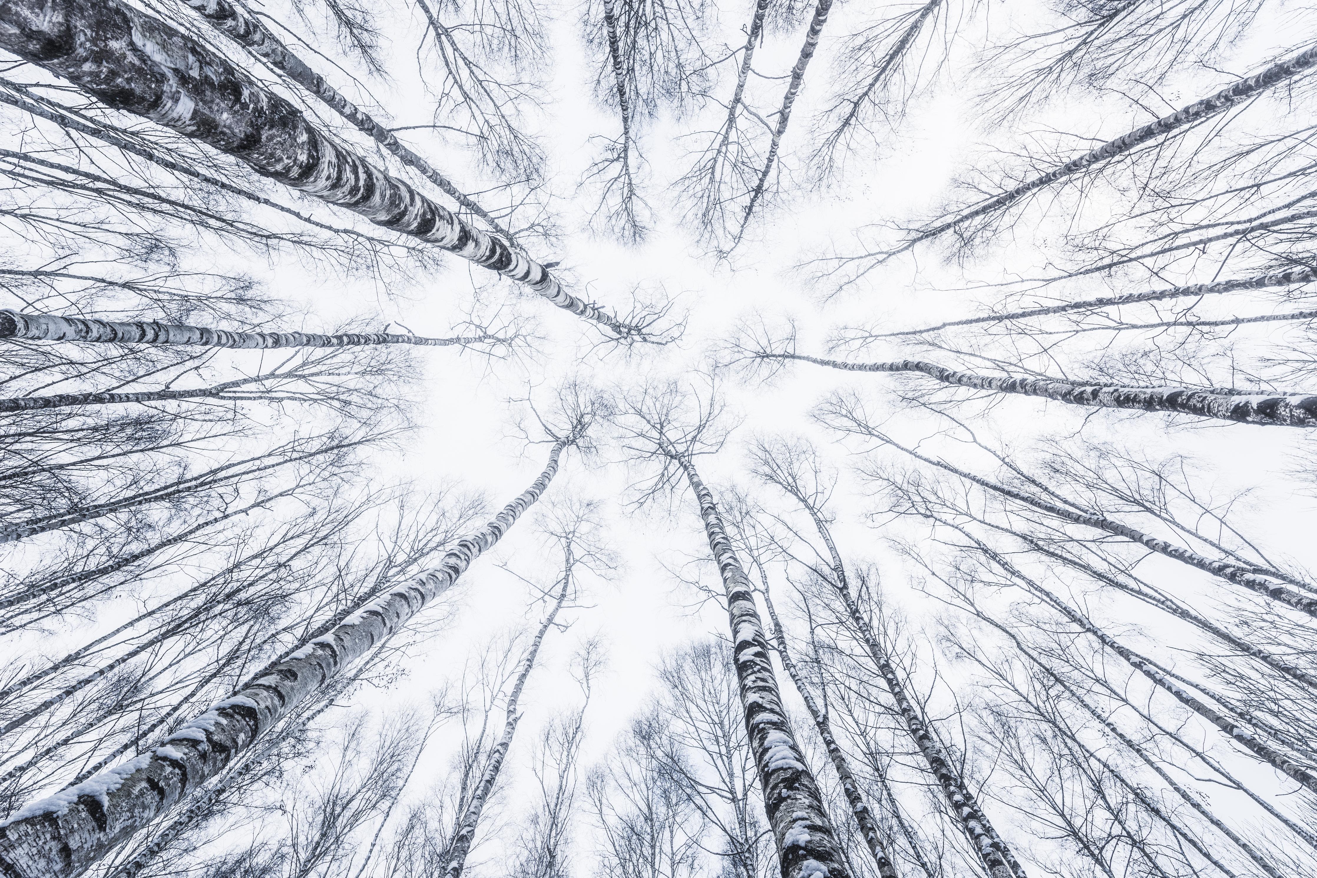 Duschrückwand-Eisiger Wald im Winter