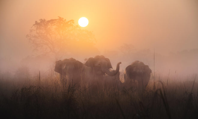 Duschrückwand - Elefanten bei Morgengrauen