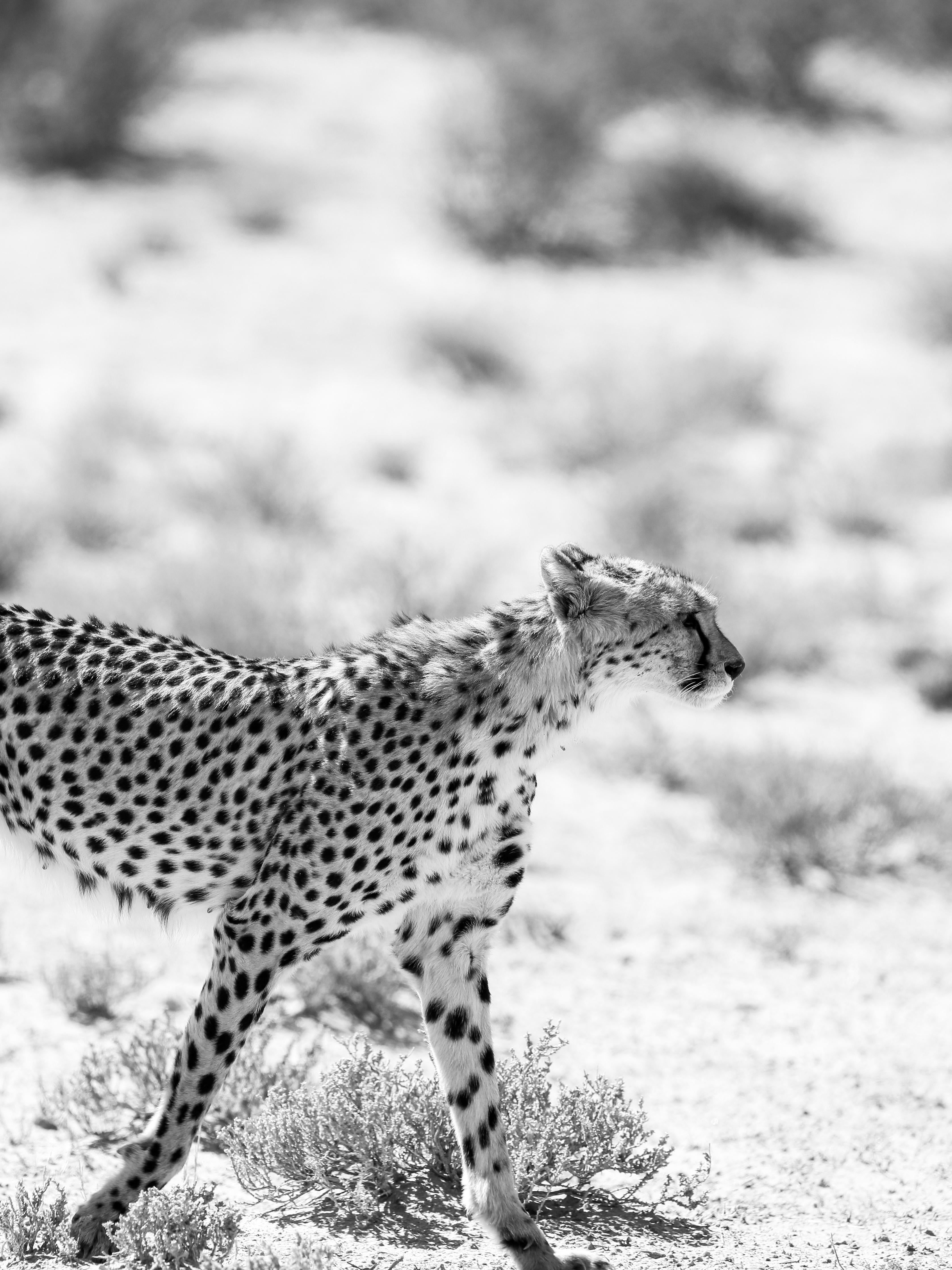 Duschrückwand-Eleganter Gepard in monochromer Darstellung