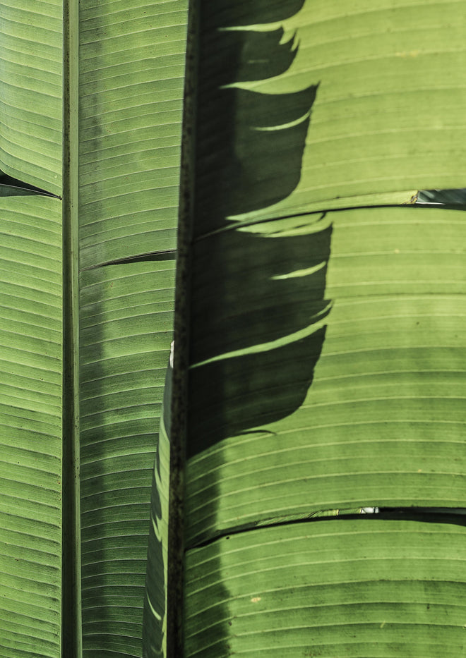 Duschrückwand - Exotisches grünes Palmenblatt-Design