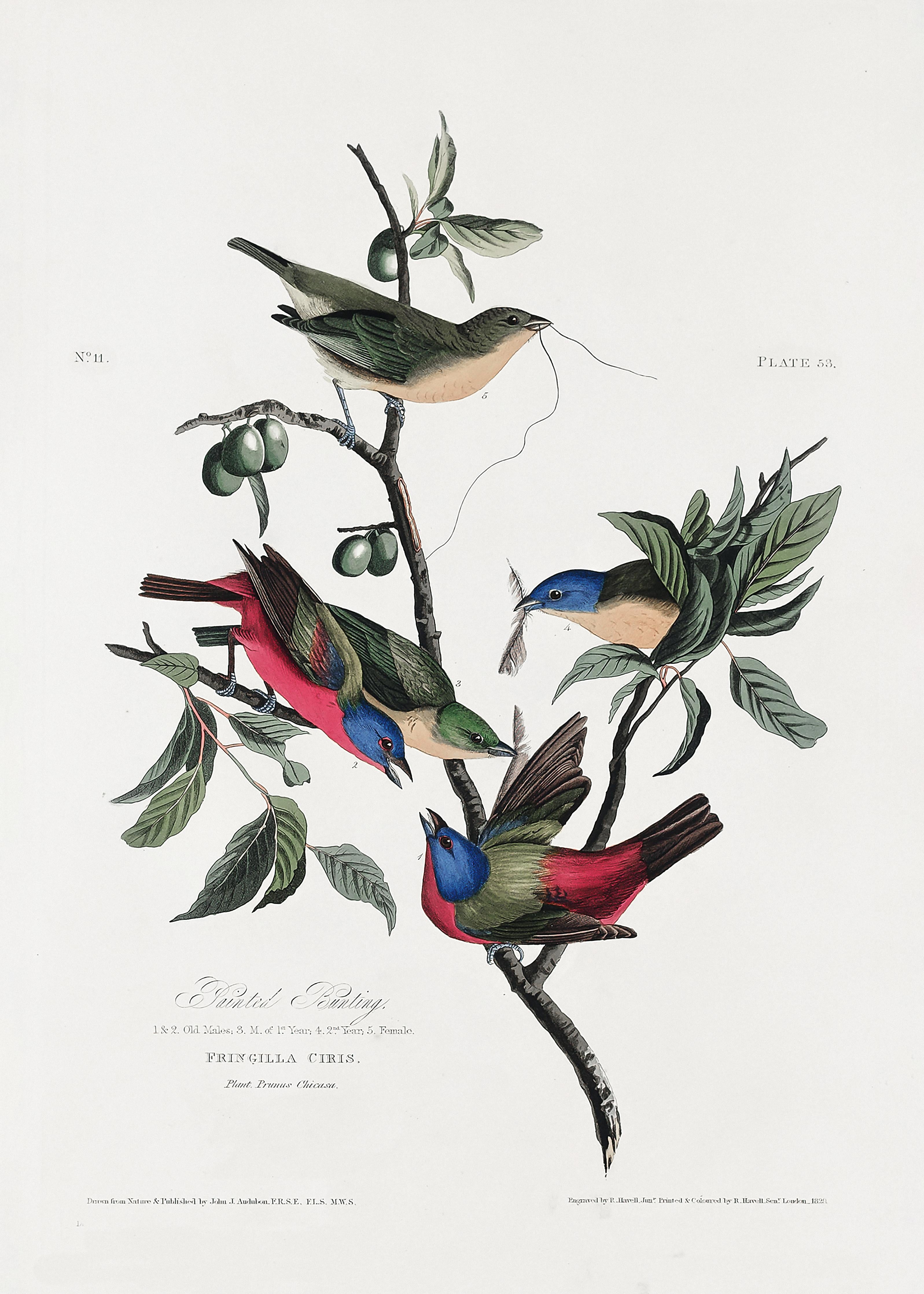 Duschrückwand-Fink Portrait - John James Audubon