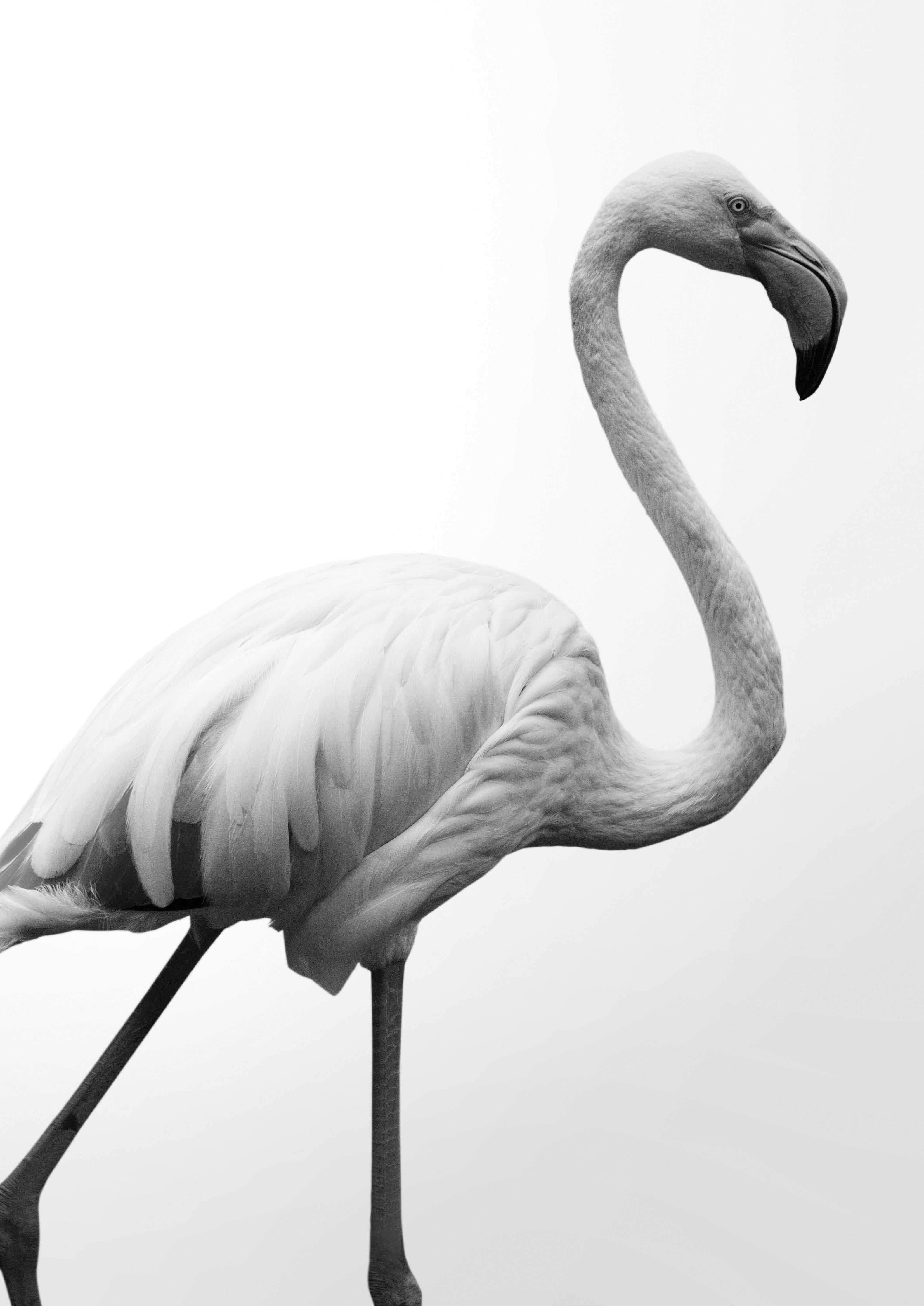 Duschrückwand-Flamingo - schwarz-weiß