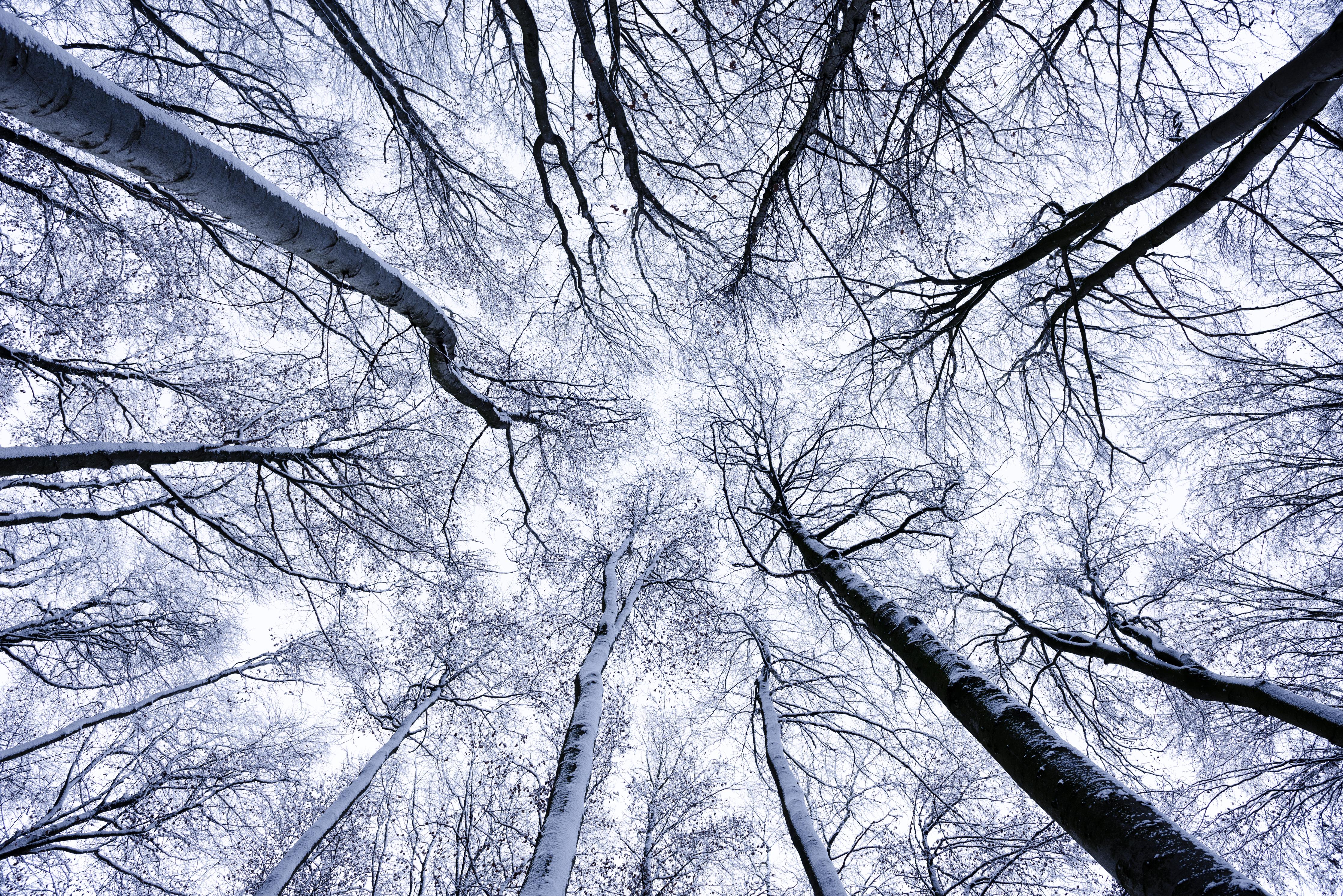 Duschrückwand-Frostiger Wald