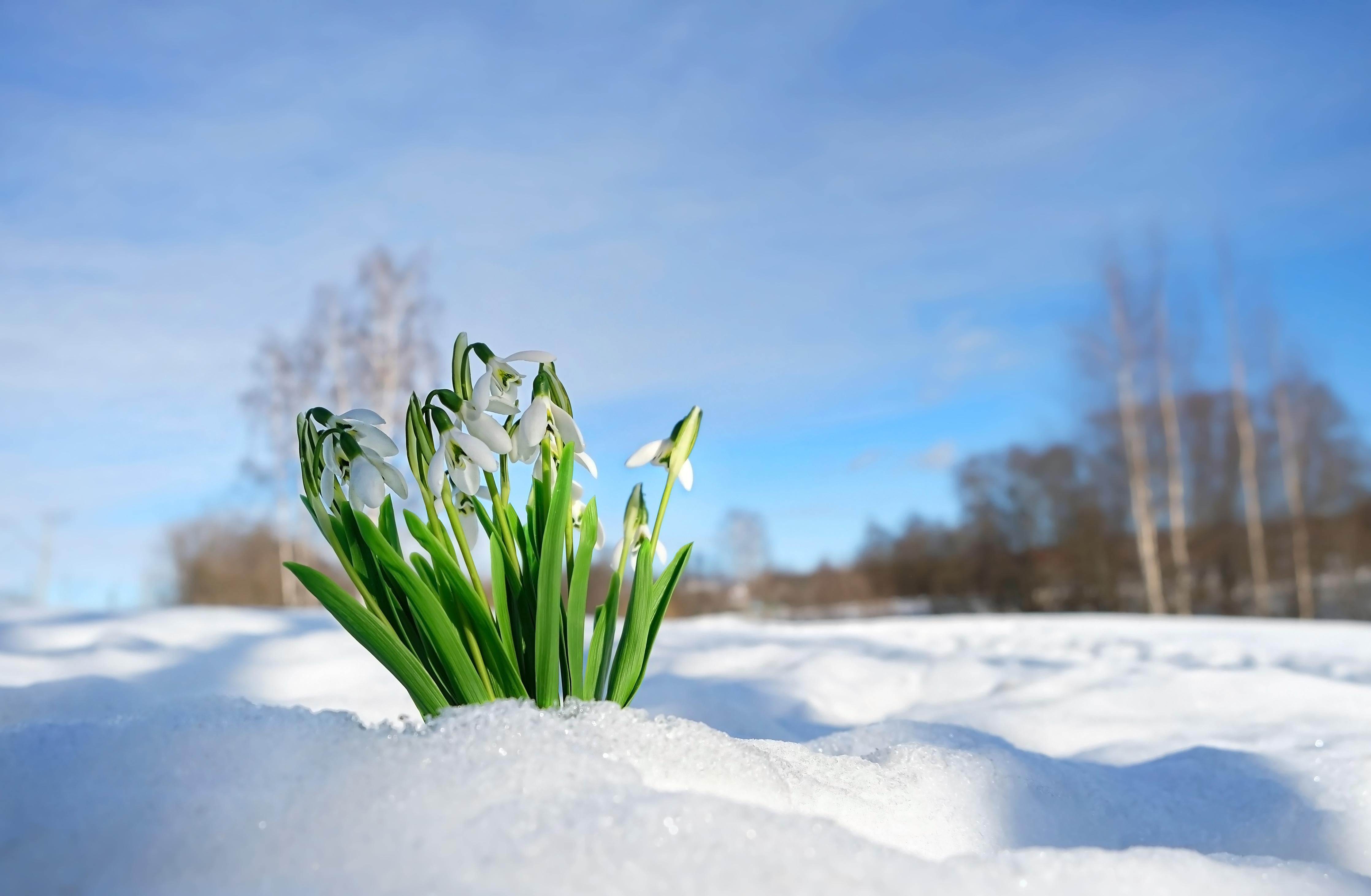 Duschrückwand-Frühlingsblumen durchbrechen Schneedecke