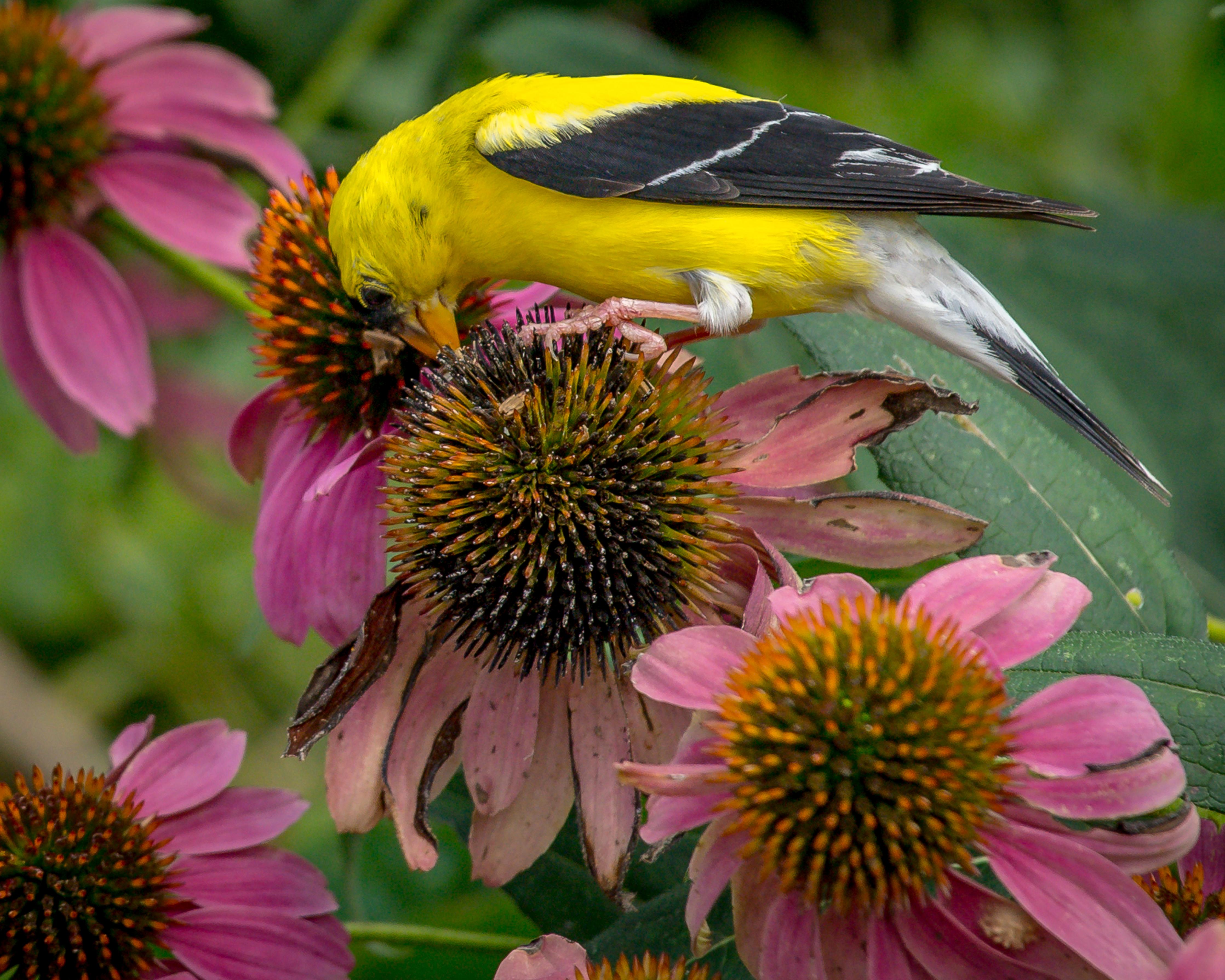 Duschrückwand-Gelber Vogel Genießt Nektar Pinker Blüten