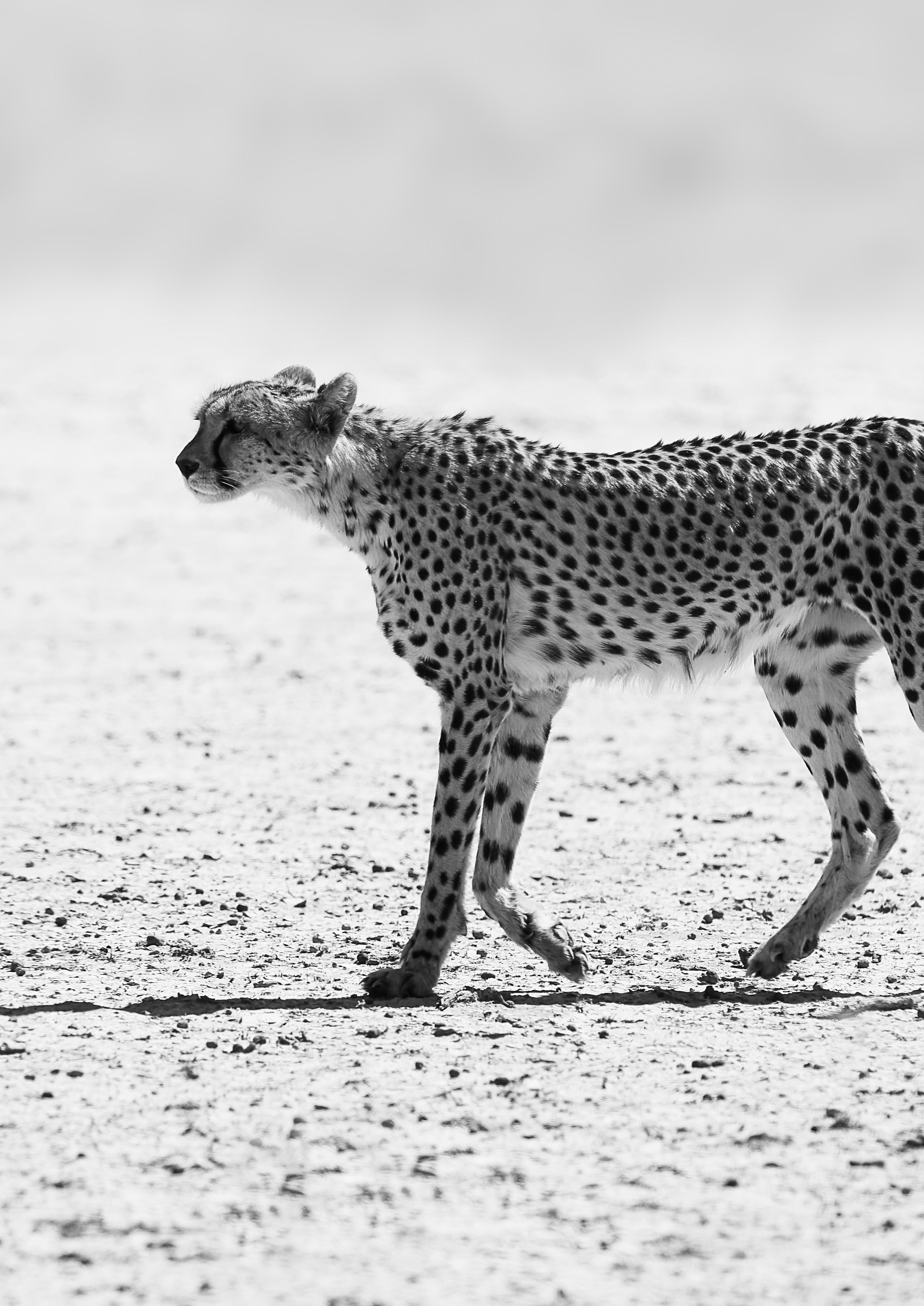 Duschrückwand-Gepard - schwarz-weiß