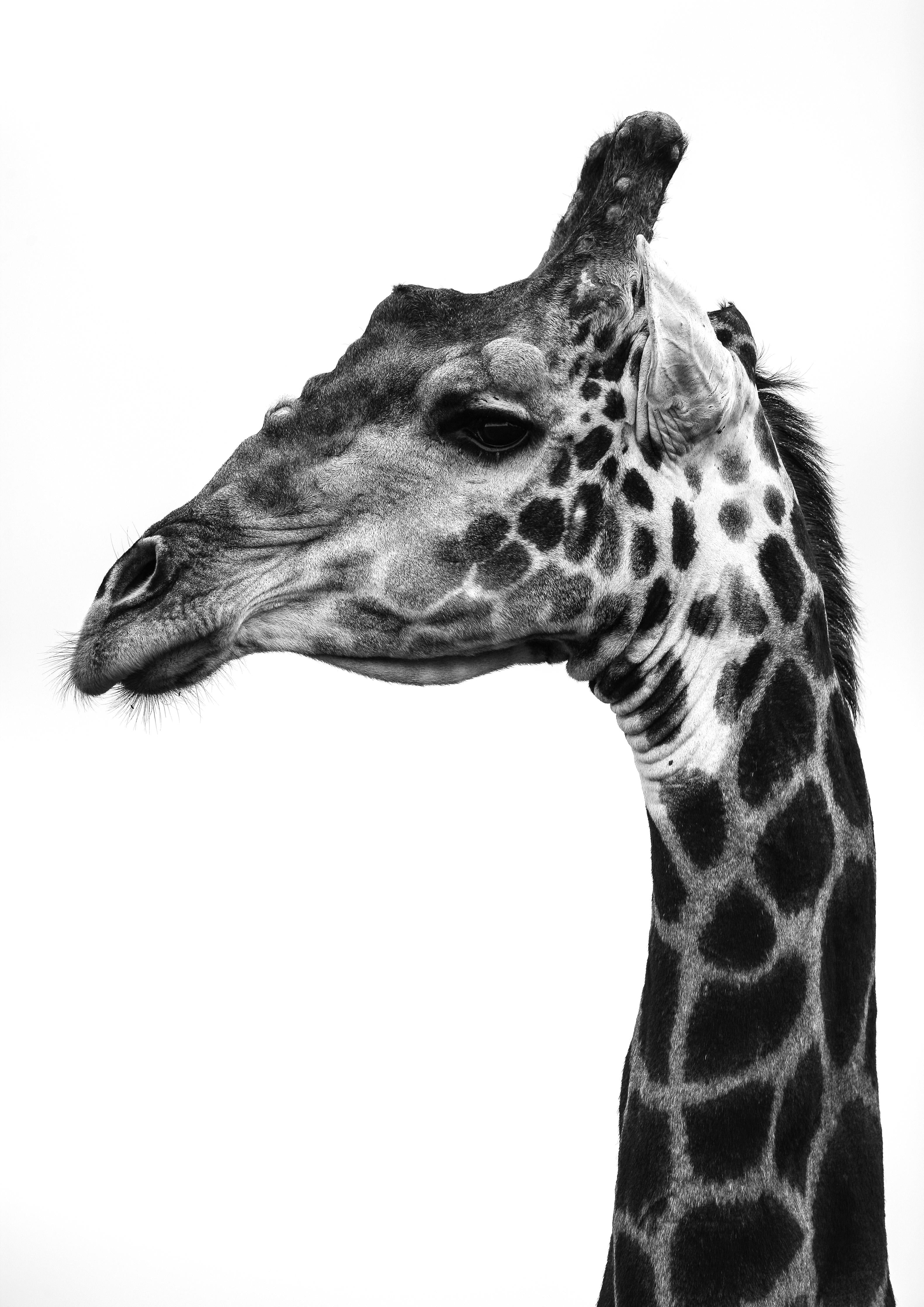 Duschrückwand-Giraffe - schwarz-weiß