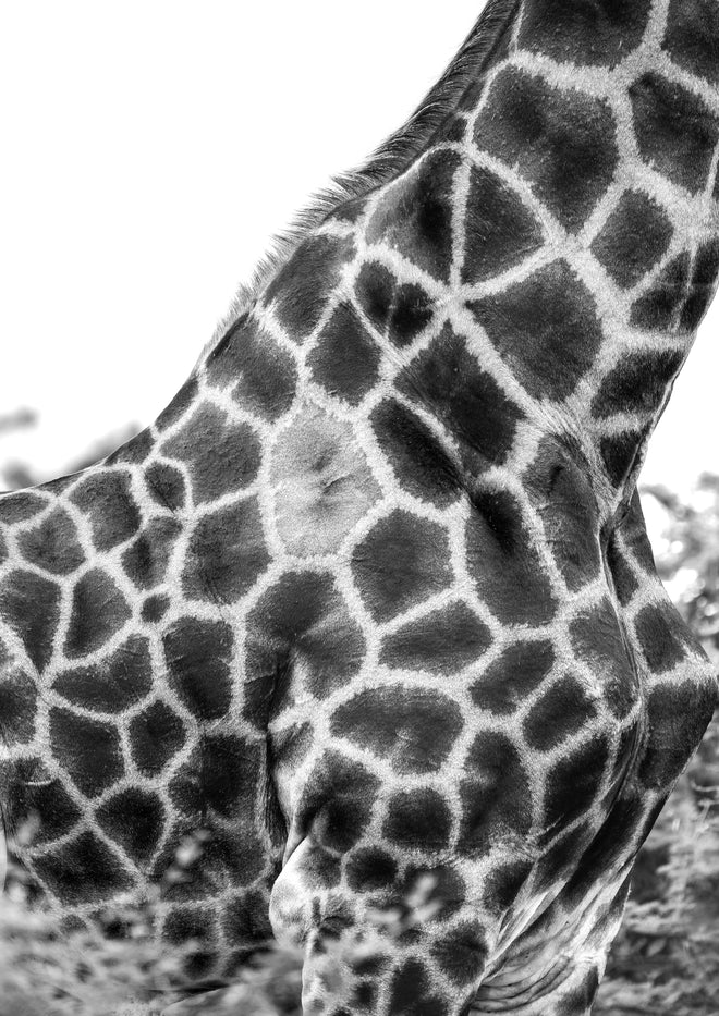 Duschrückwand - Giraffen Oberkörper