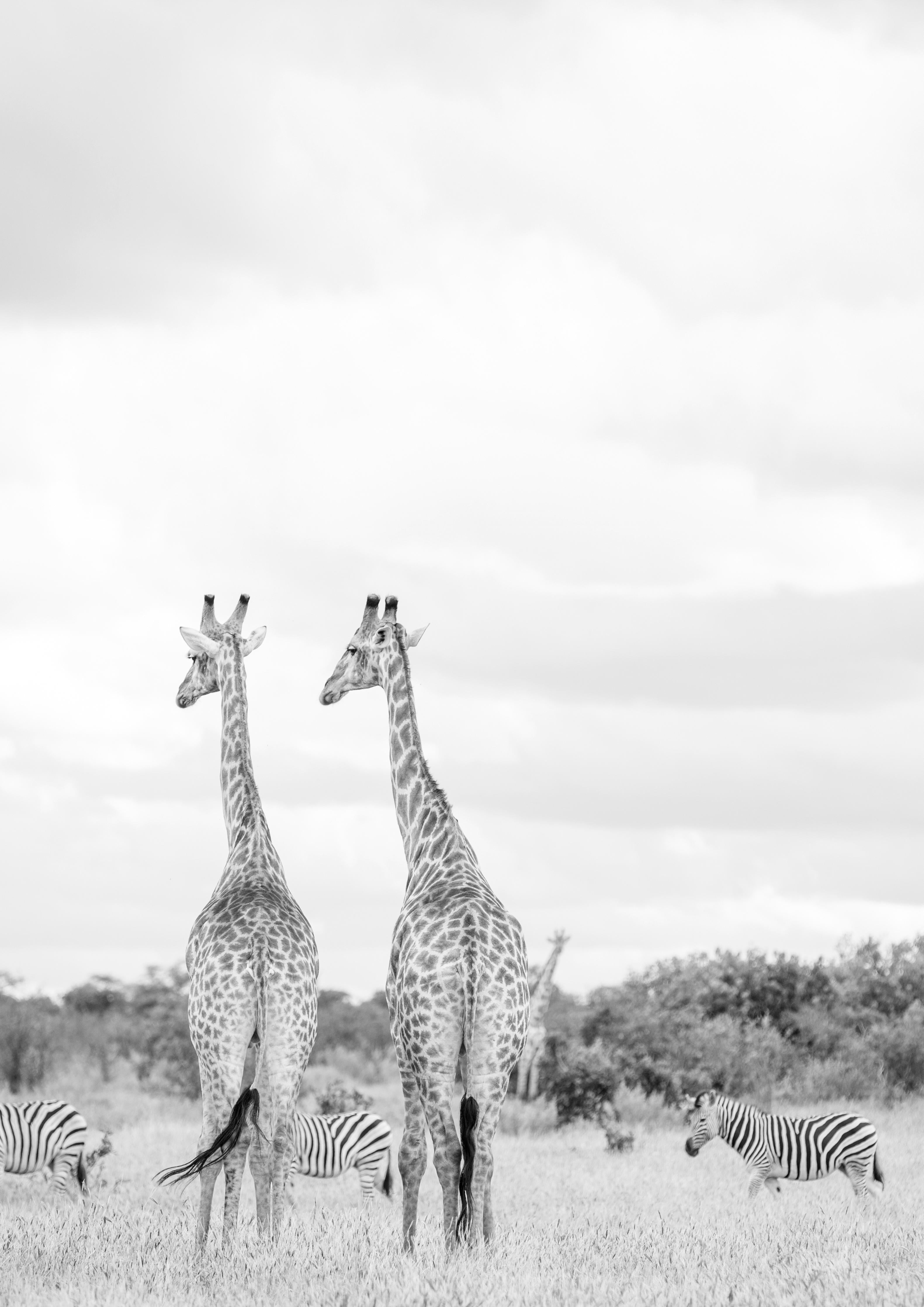 Duschrückwand-Giraffen und Zebras - schwarz-weiß