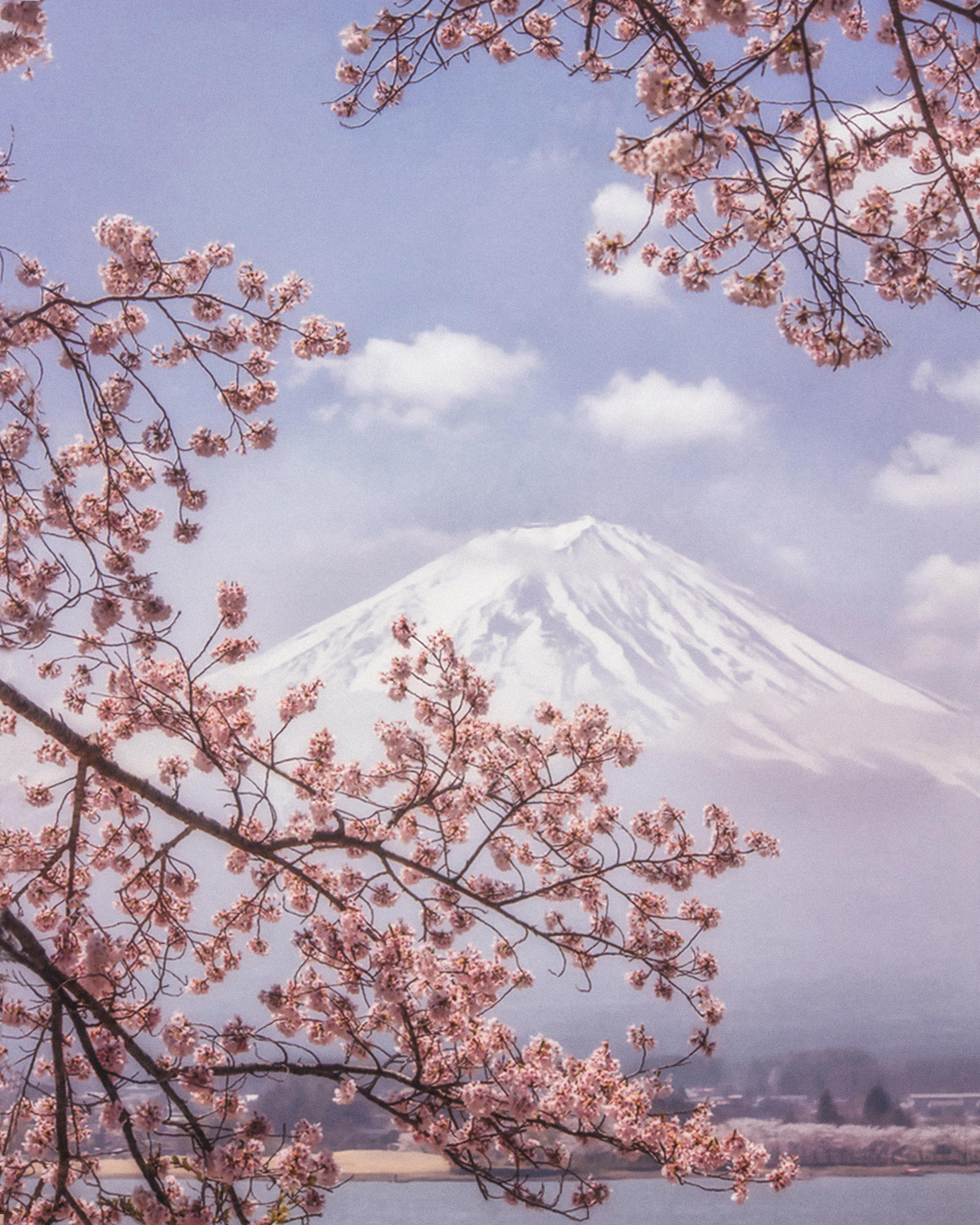 Duschrückwand-Großer Berg hinter Kirchblüten - Japan