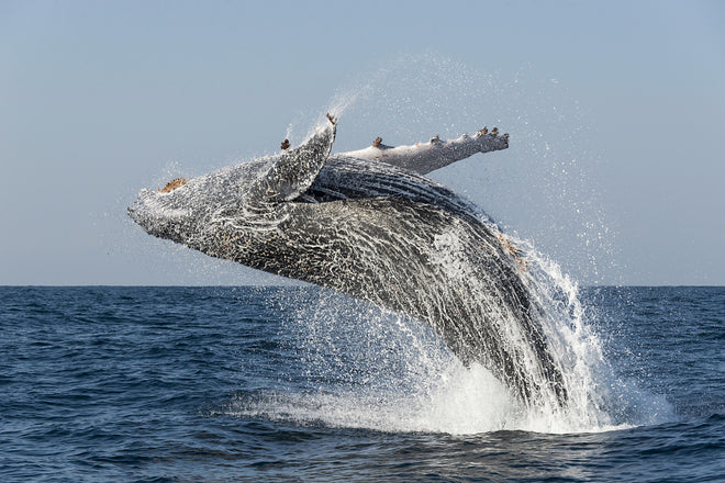 Duschrückwand - Großer Buckelwal beim Auftauchen