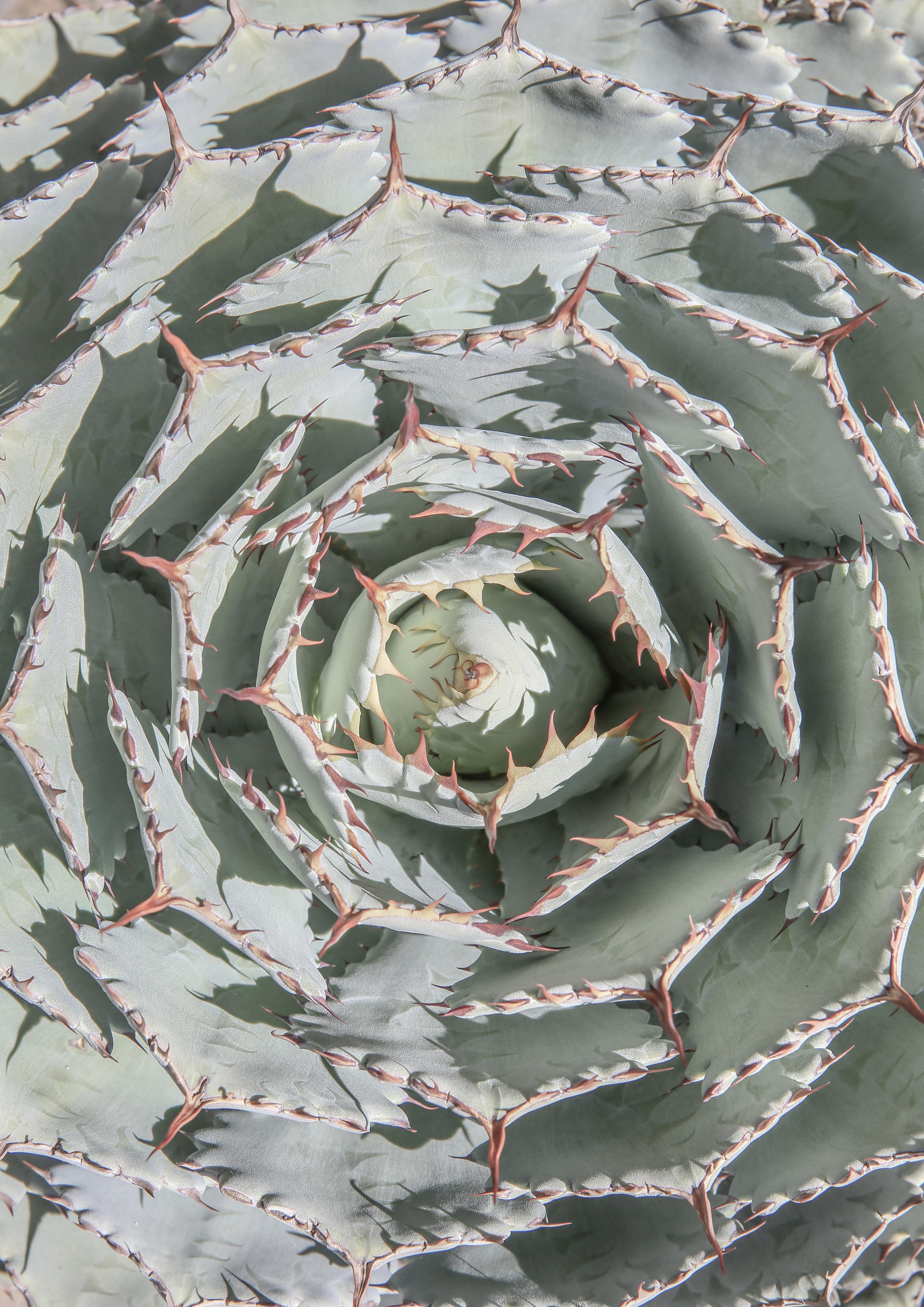 Duschrückwand-Grüne Agave Nahaufnahme mit Dornen