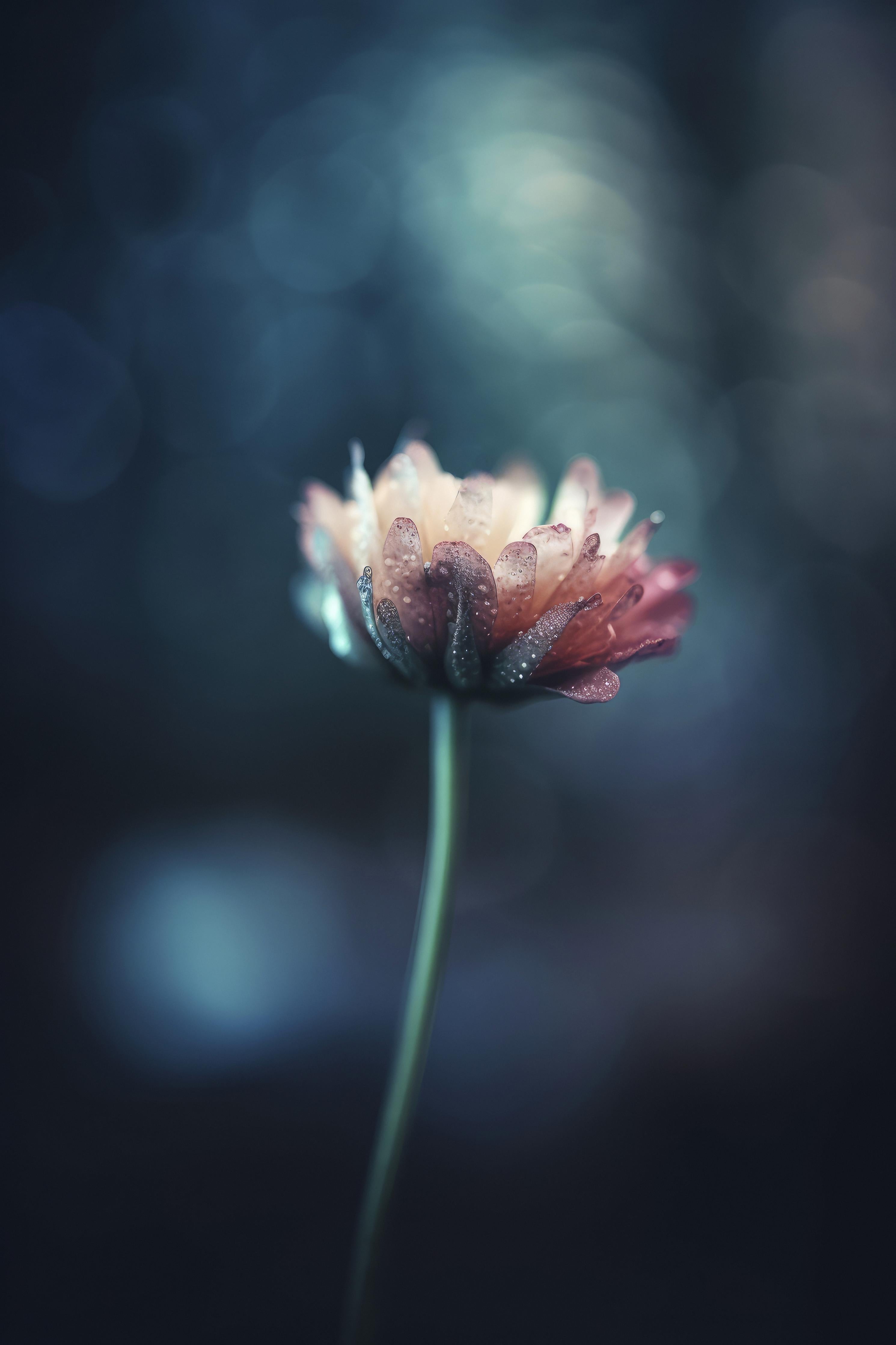 Duschrückwand-Hochauflösende Blume - verschwommen