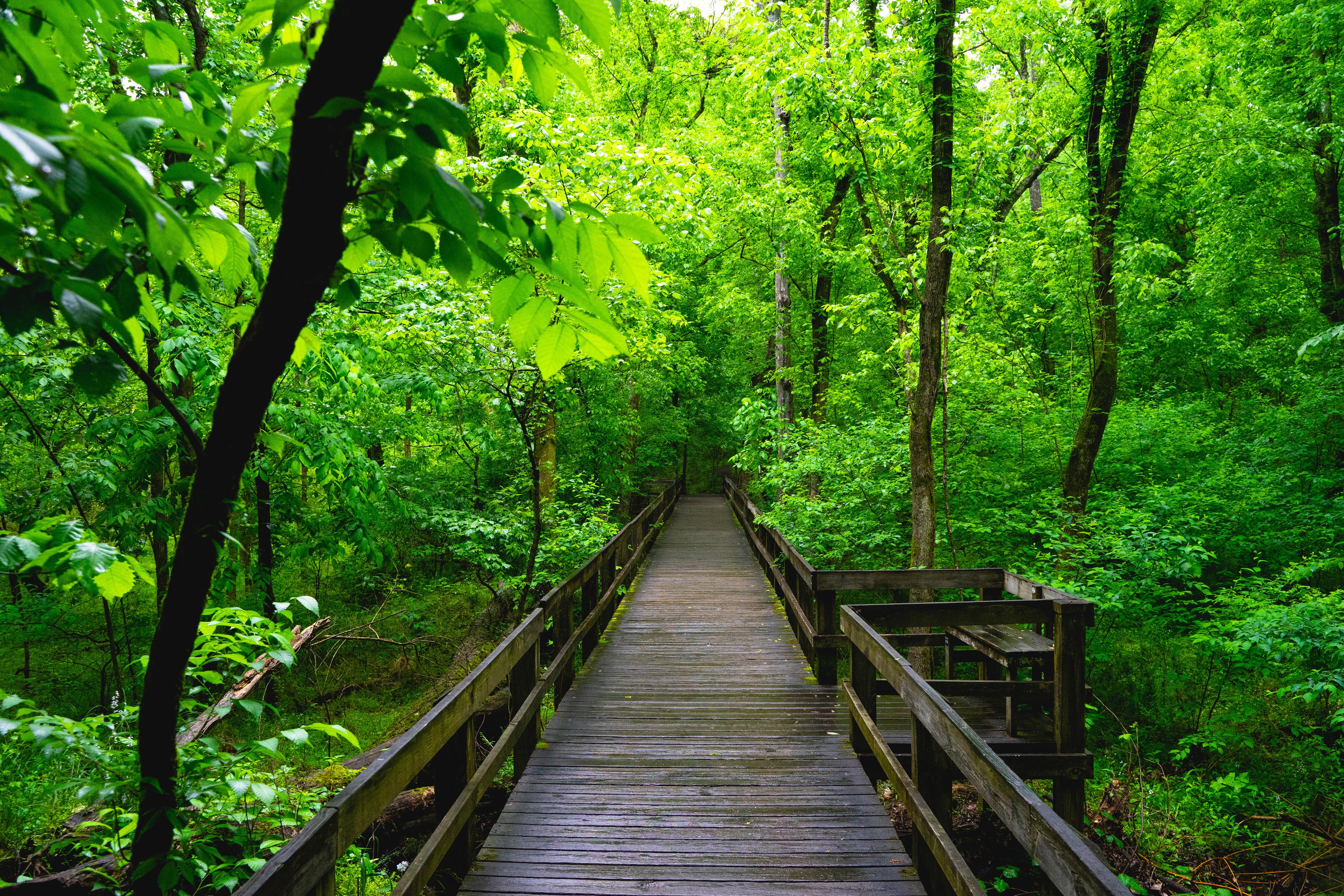 Duschrückwand-Holzbrücke im Wald - Congaree Nationalpark