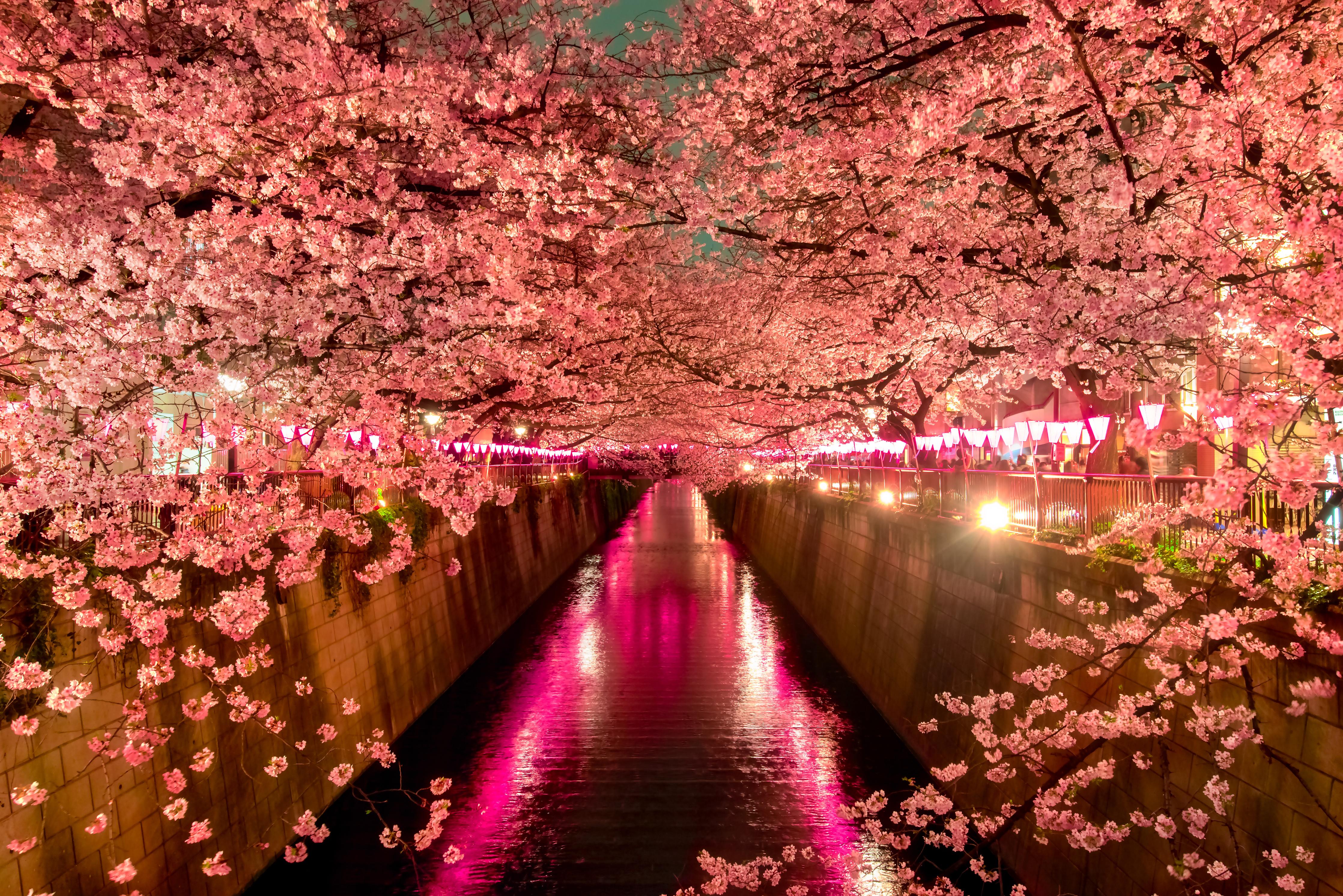 Duschrückwand-Kirschblüten bei Nacht in Tokio