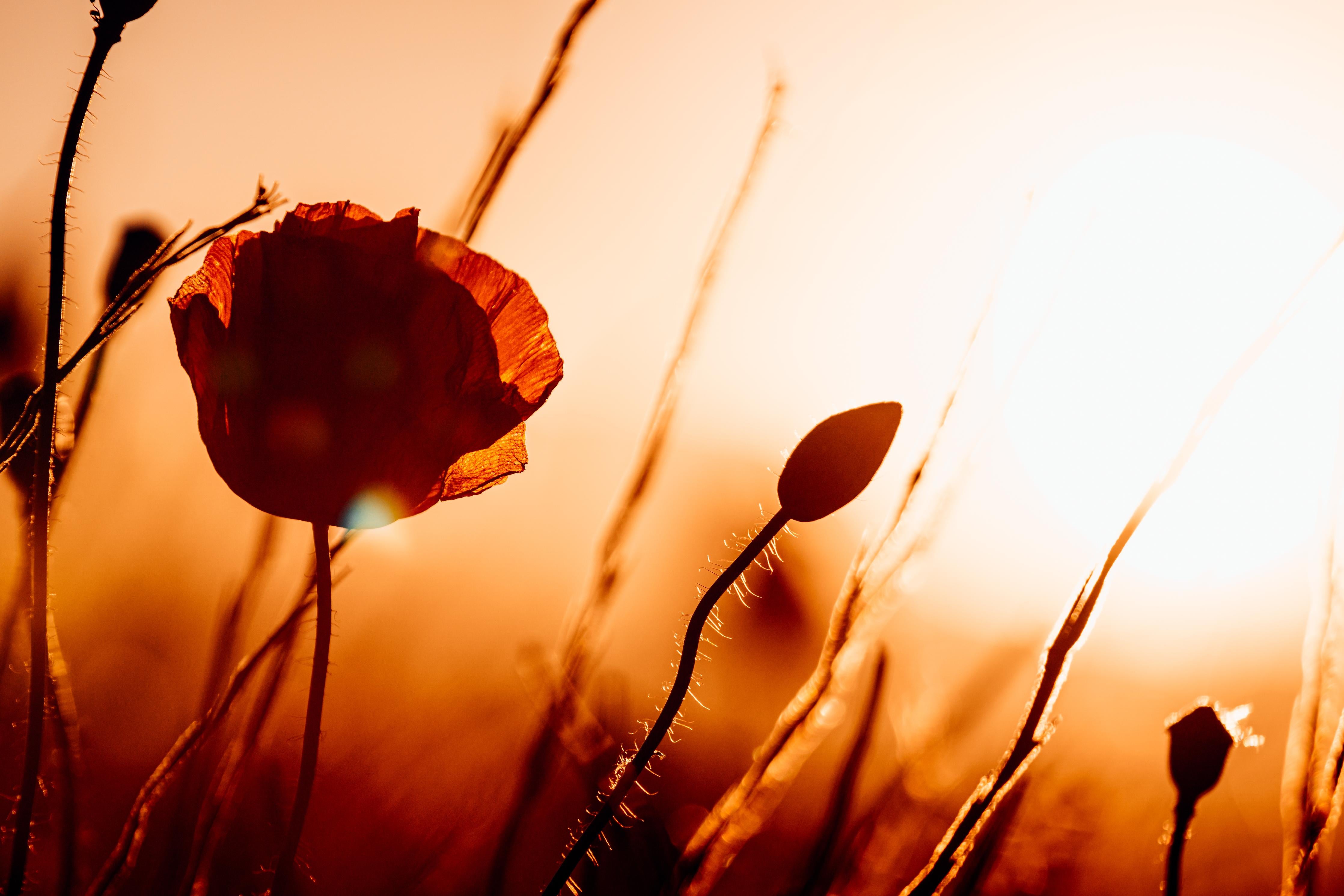 Duschrückwand-Klatschmohn bei Sonnenuntergang