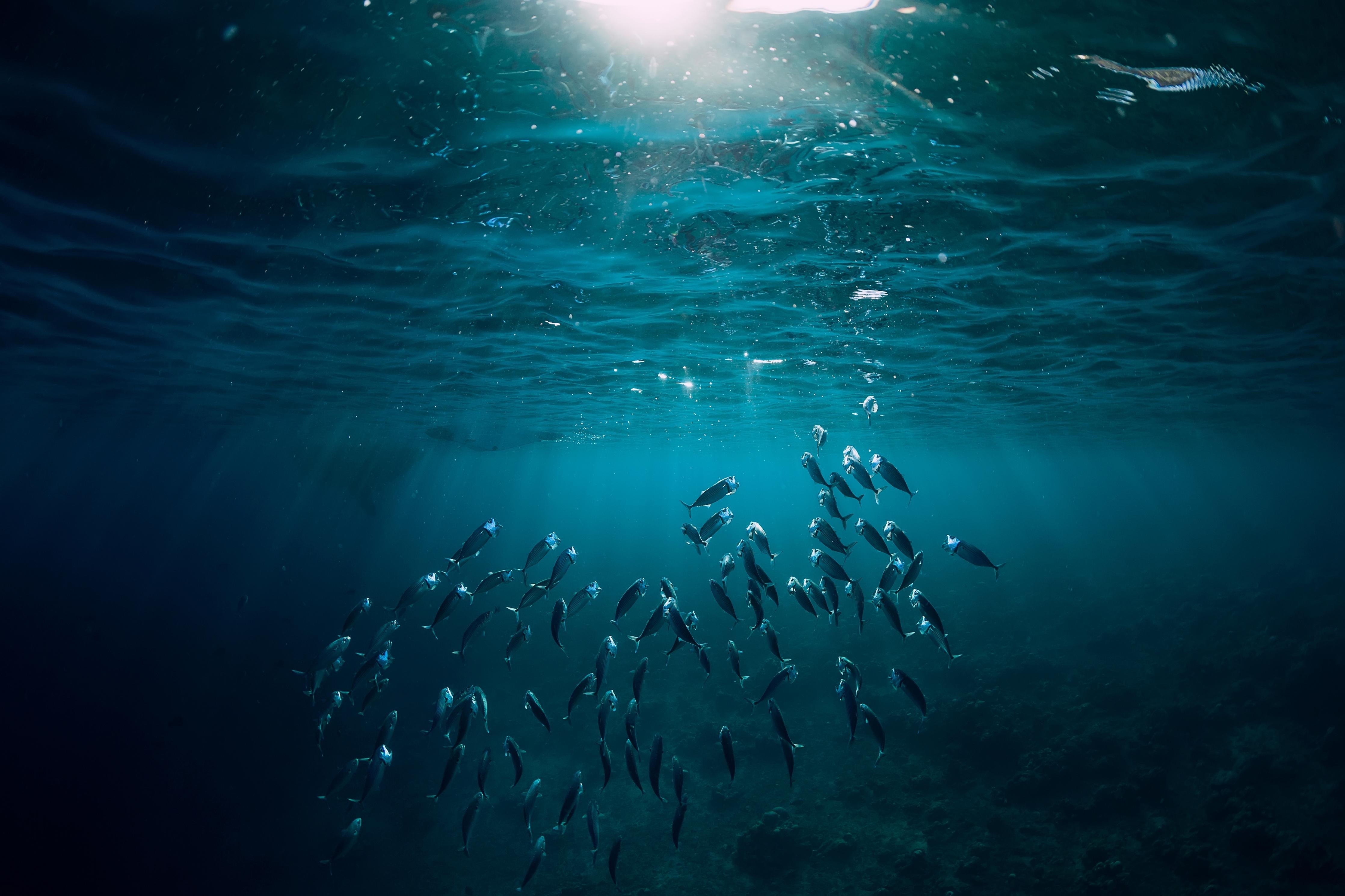 Duschrückwand-Kleiner Fischschwarm Unterwasser