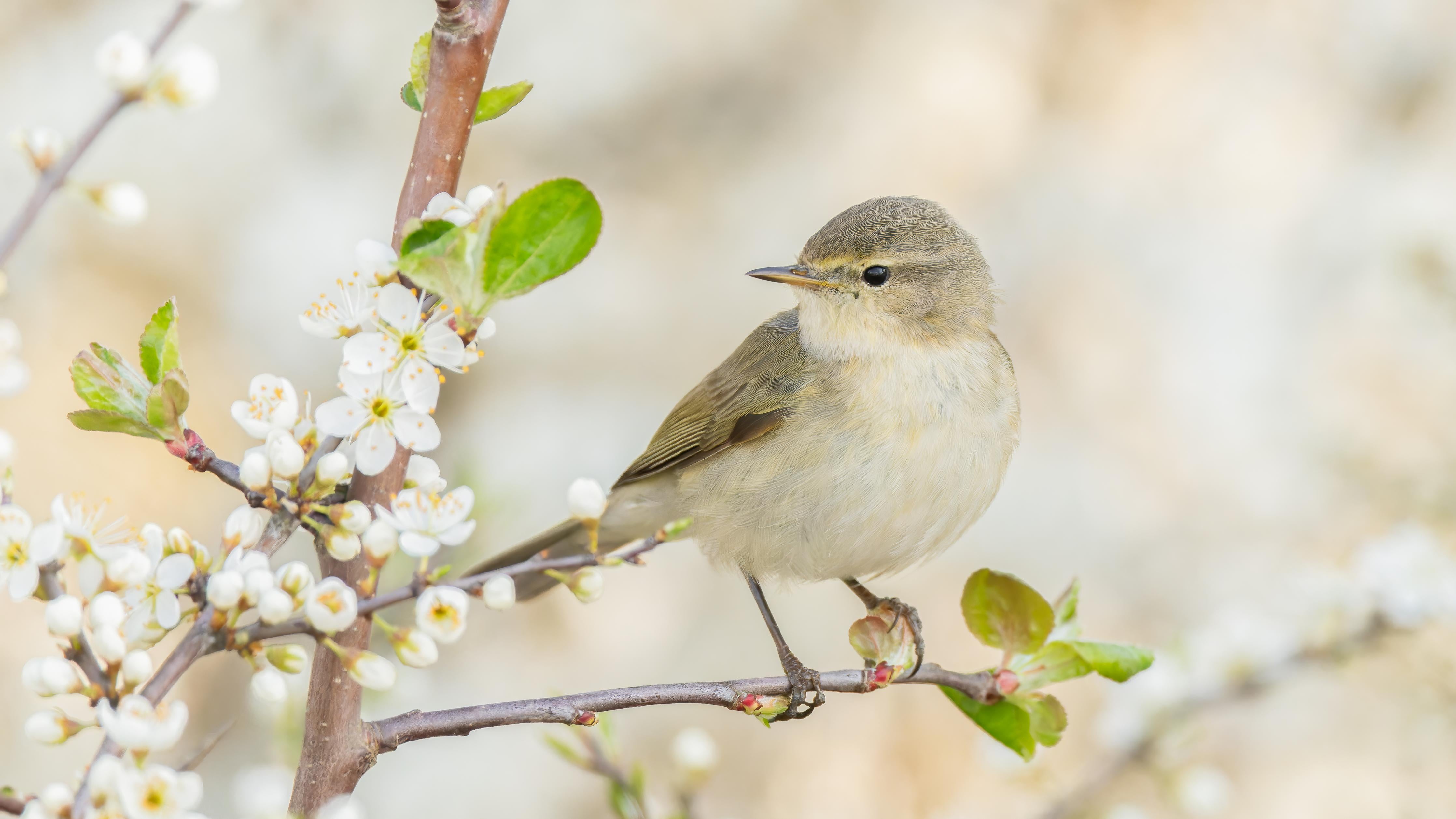 Duschrückwand-Kleiner Vogel am Baumzweig