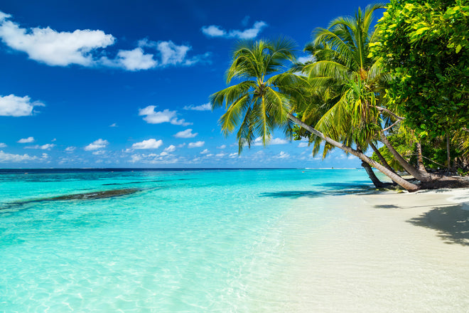 Duschrückwand - Kokospalmen am Strand in der Karibik