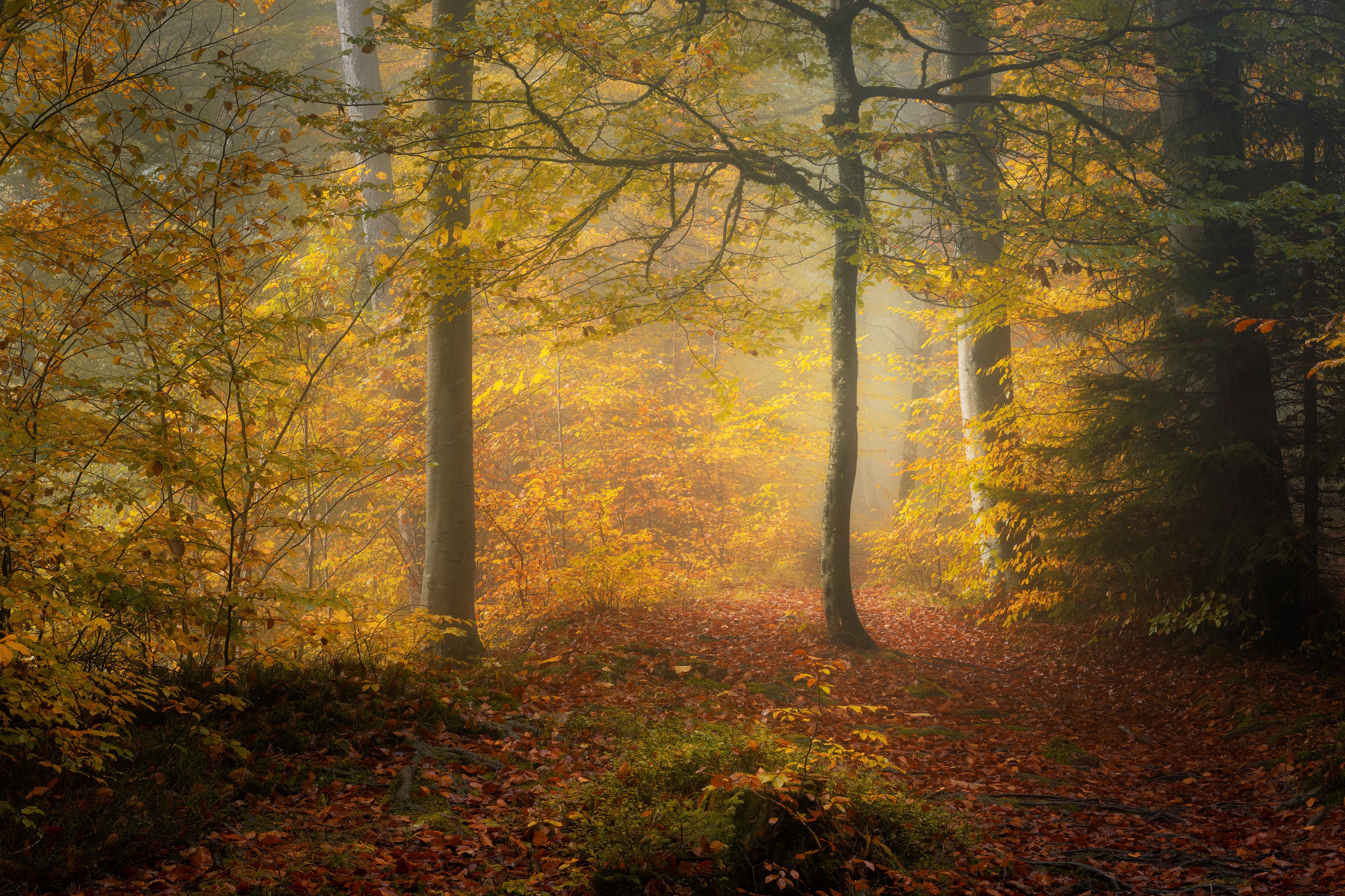 Duschrückwand-Laub im Wald