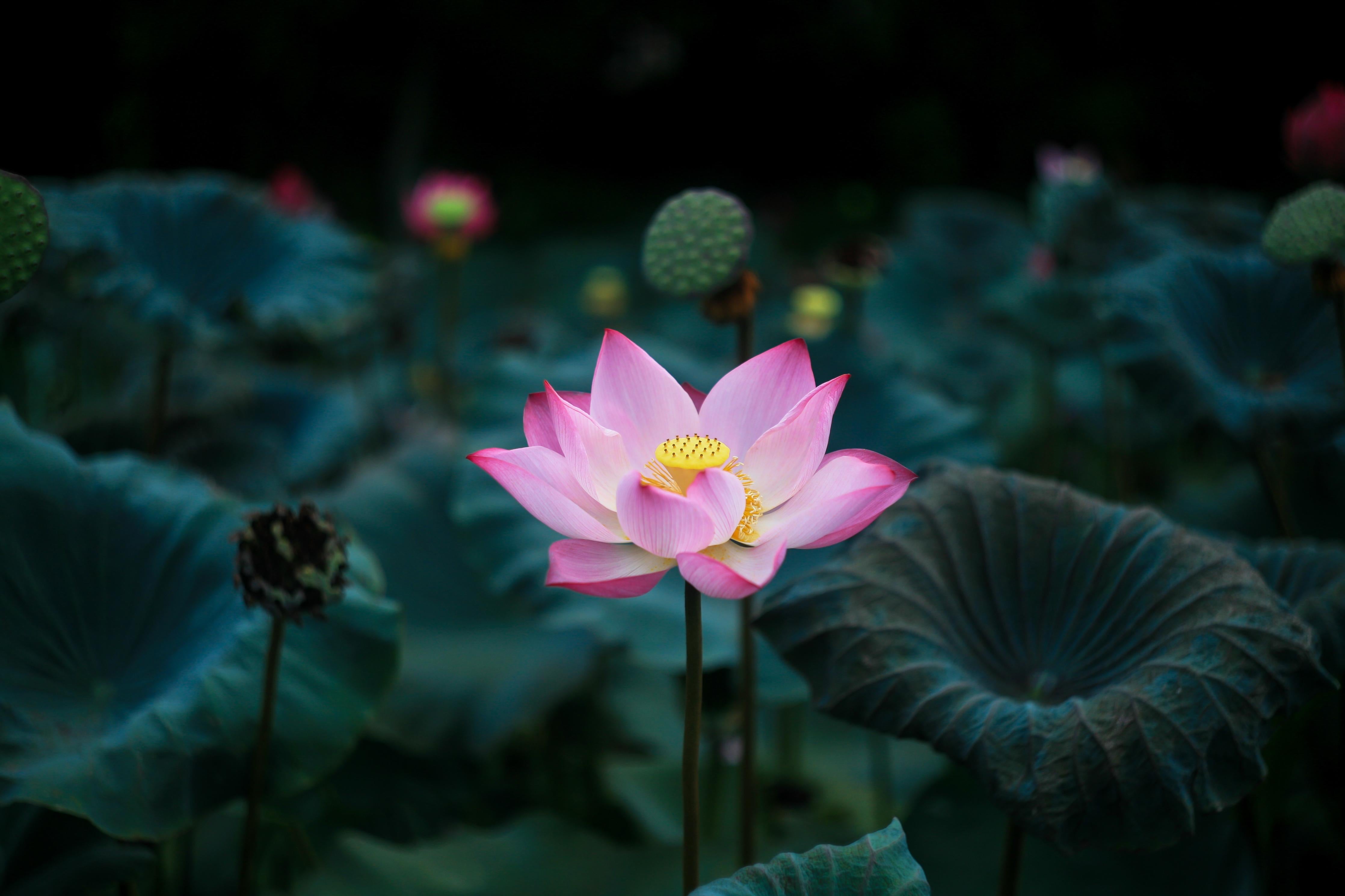 Duschrückwand-Lotosblume im Garten