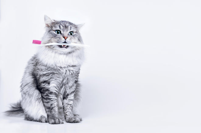 Duschrückwand - Lustige Katze mit Zahnbürste