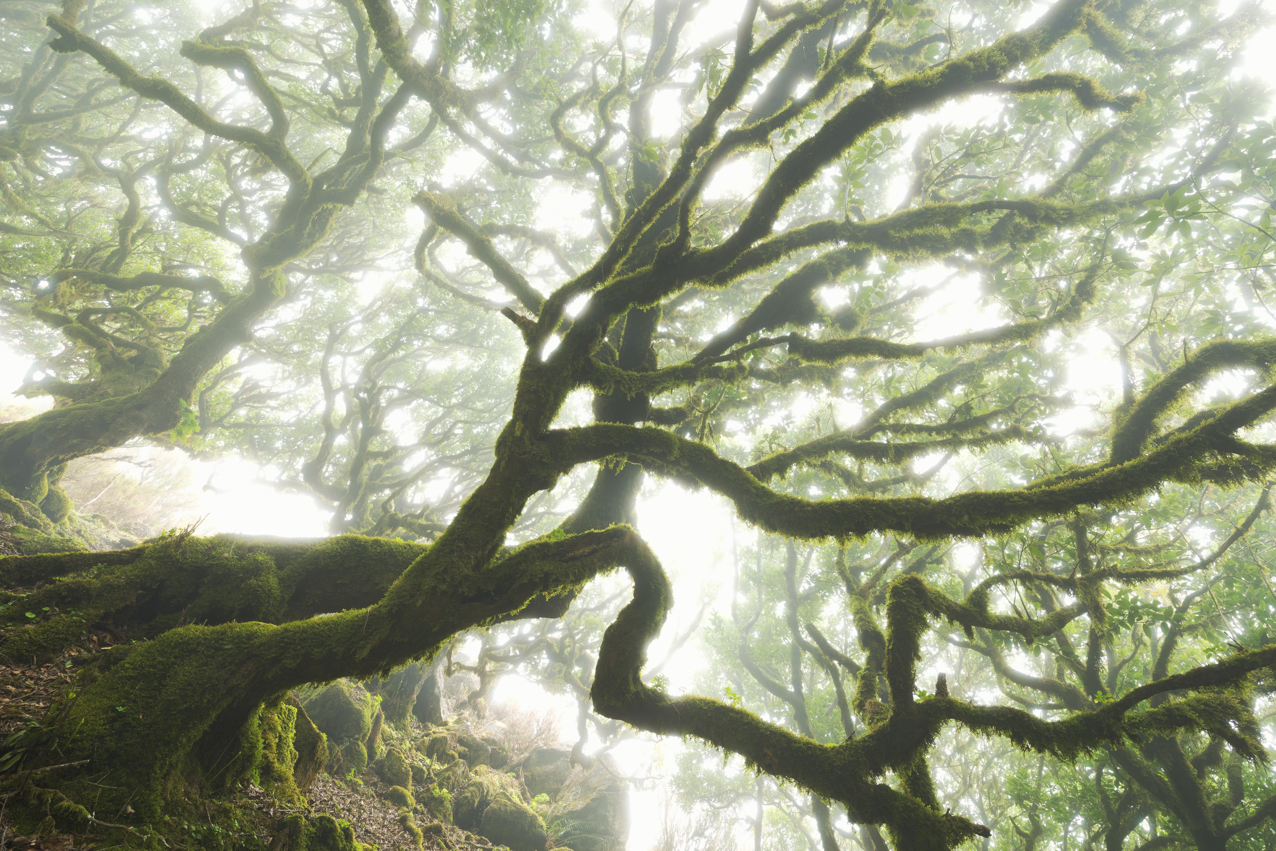 Duschrückwand-Magischer Baum