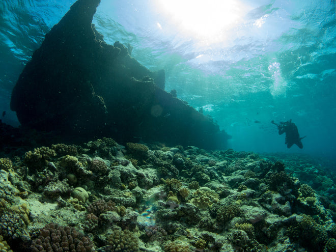 Duschrückwand - Meeresboden mit Unterwasserleben