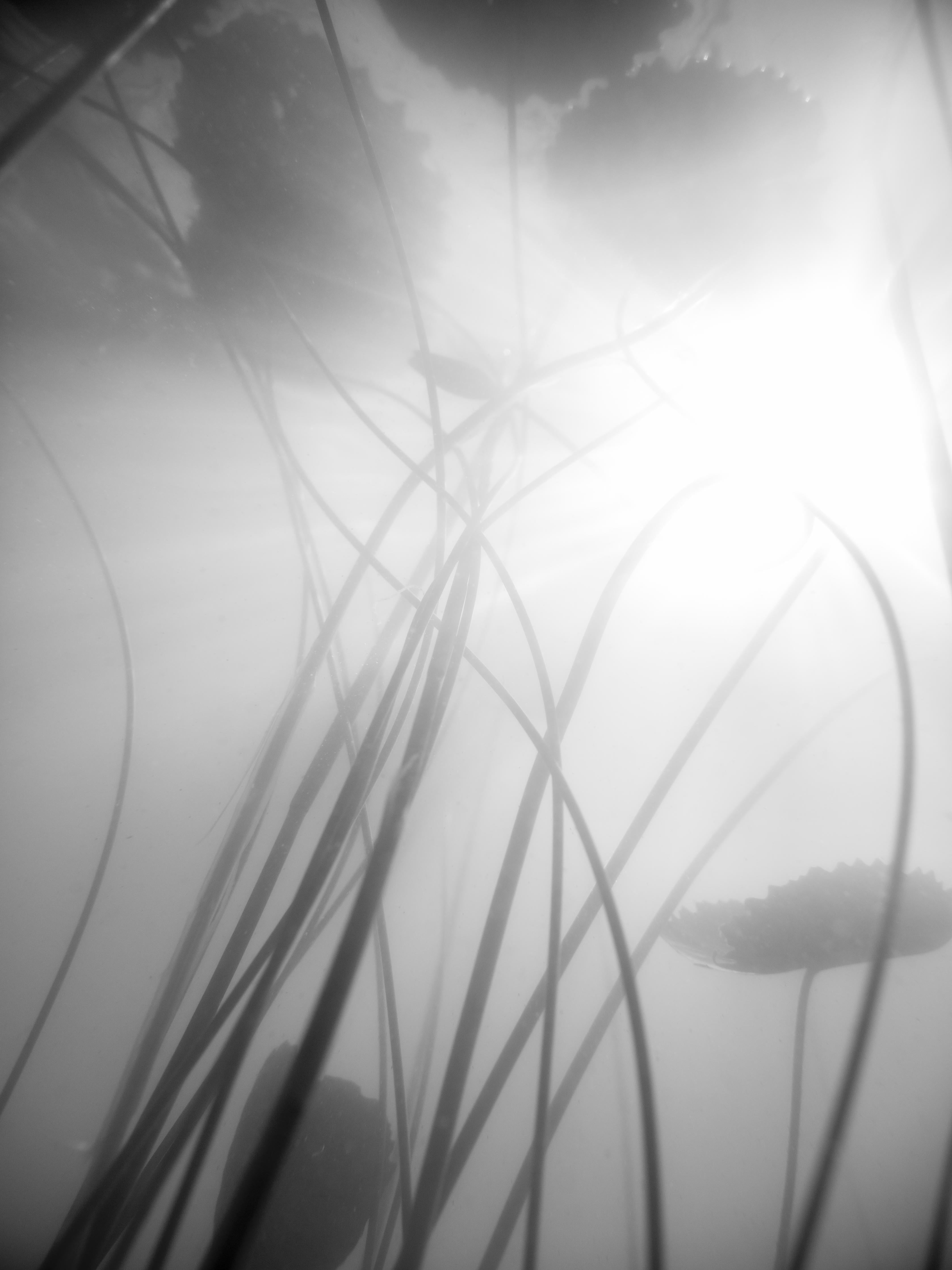 Duschrückwand-Monochrome Seerose mit dunkler Spiegelung