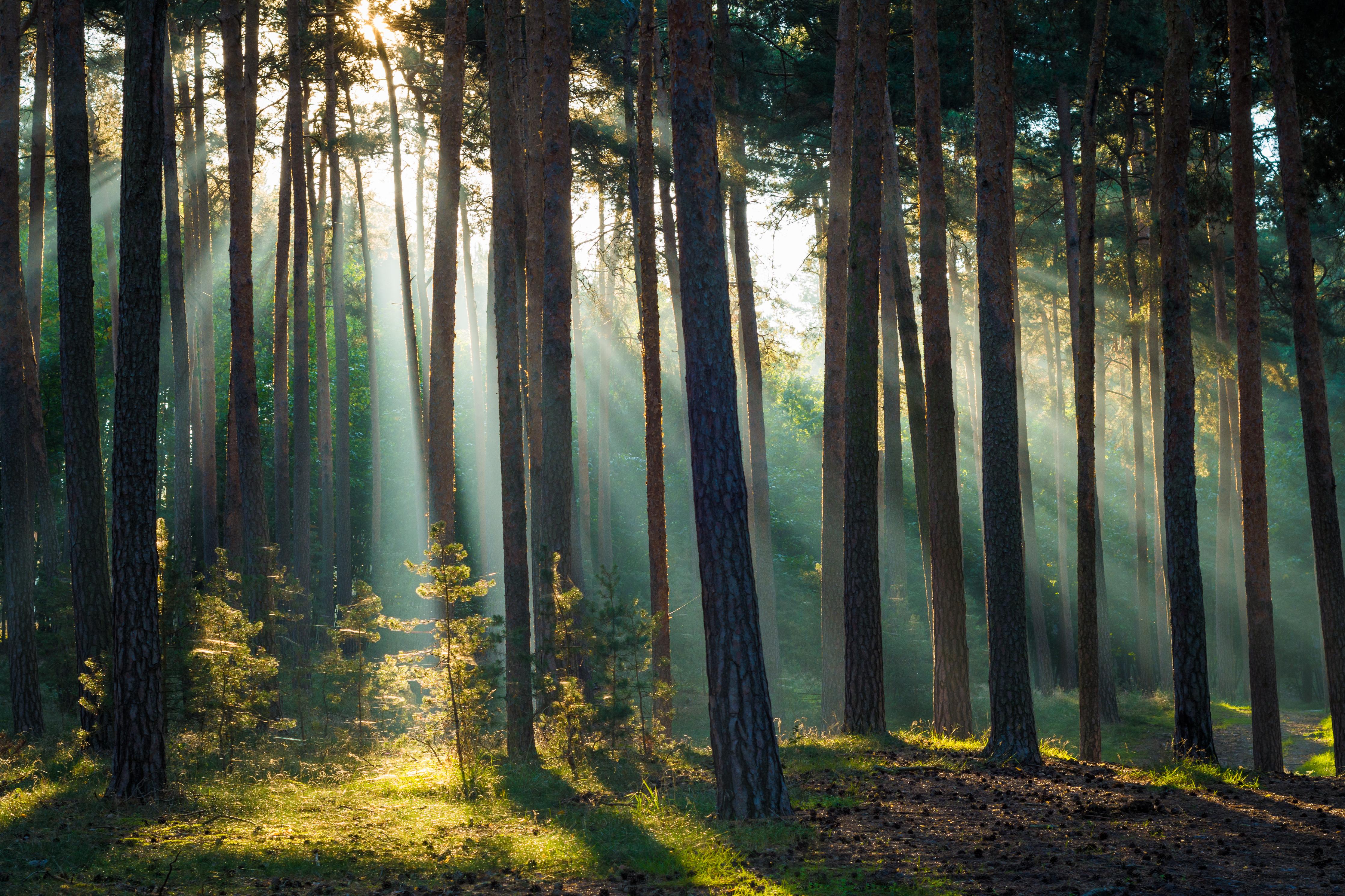 Duschrückwand-Morgenlicht im herbstlichen Wald