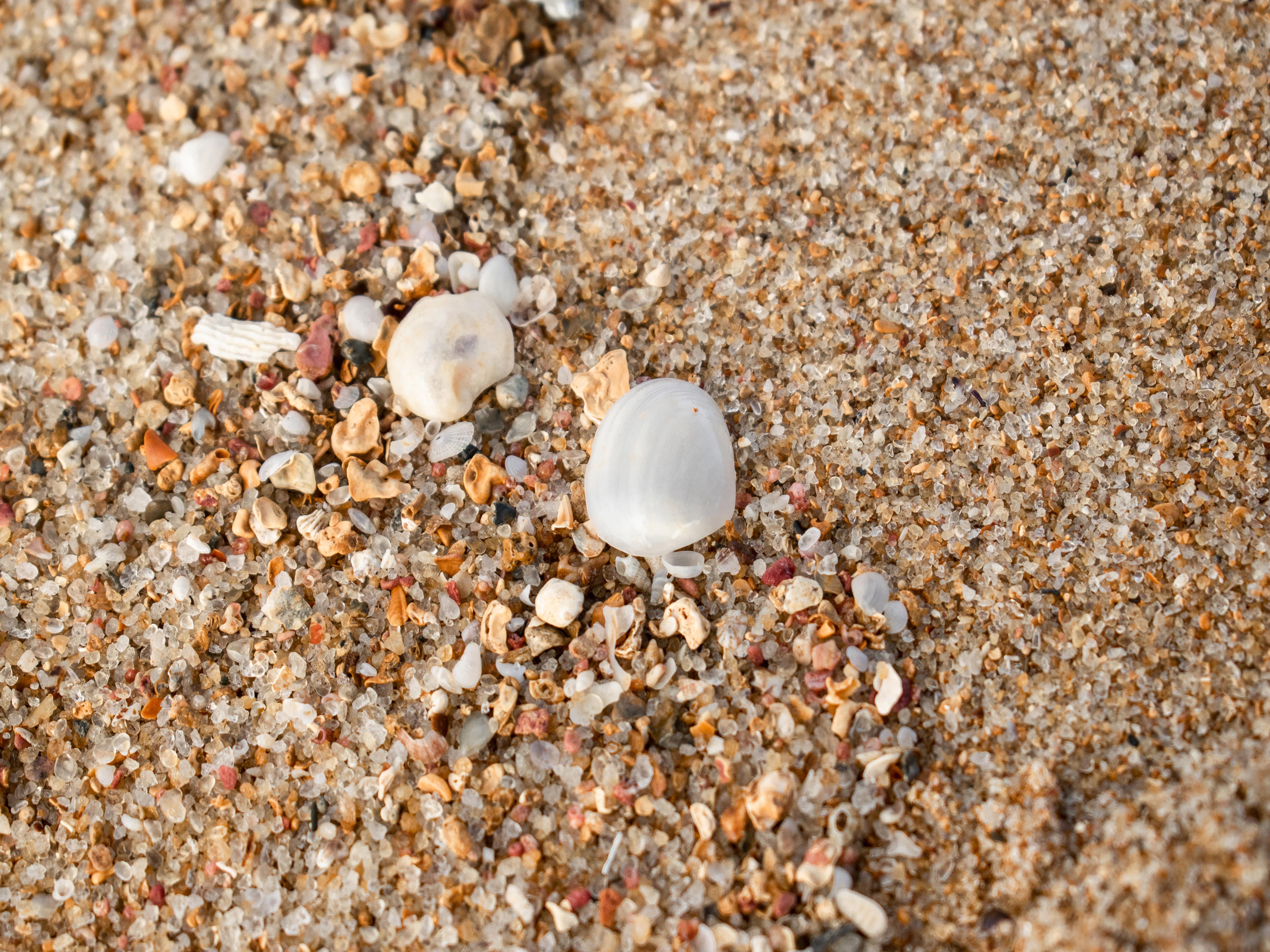 Duschrückwand-Muscheln im Strandsand. Shell