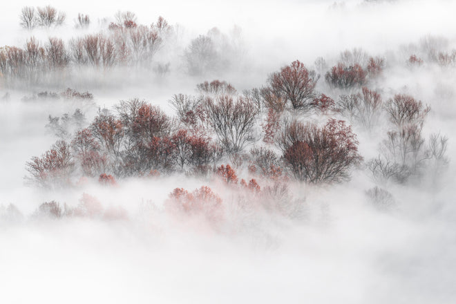 Duschrückwand - Mystischer Weiß-Grauer Nebelwald