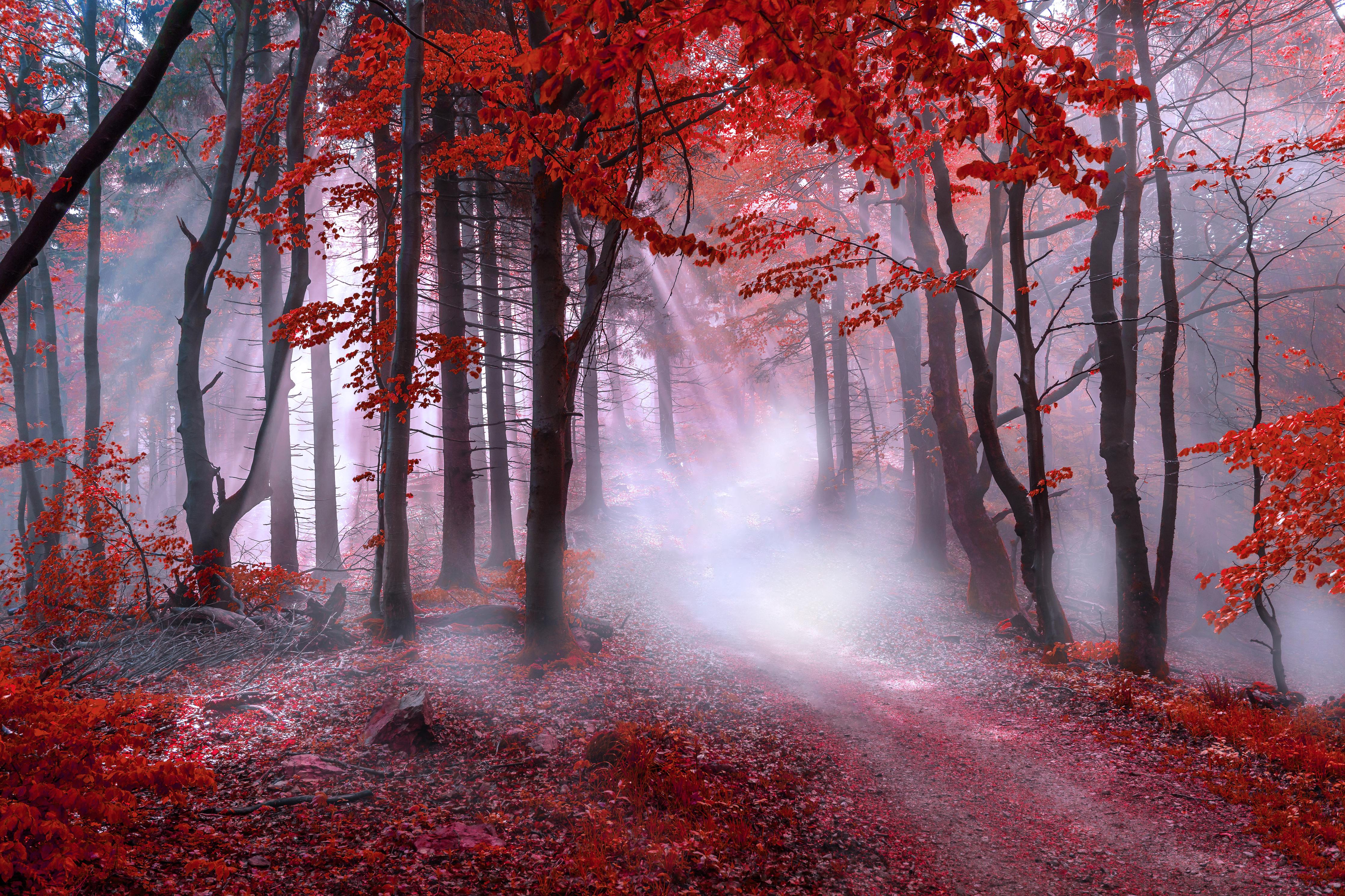 Duschrückwand-Mystischer roter Wald