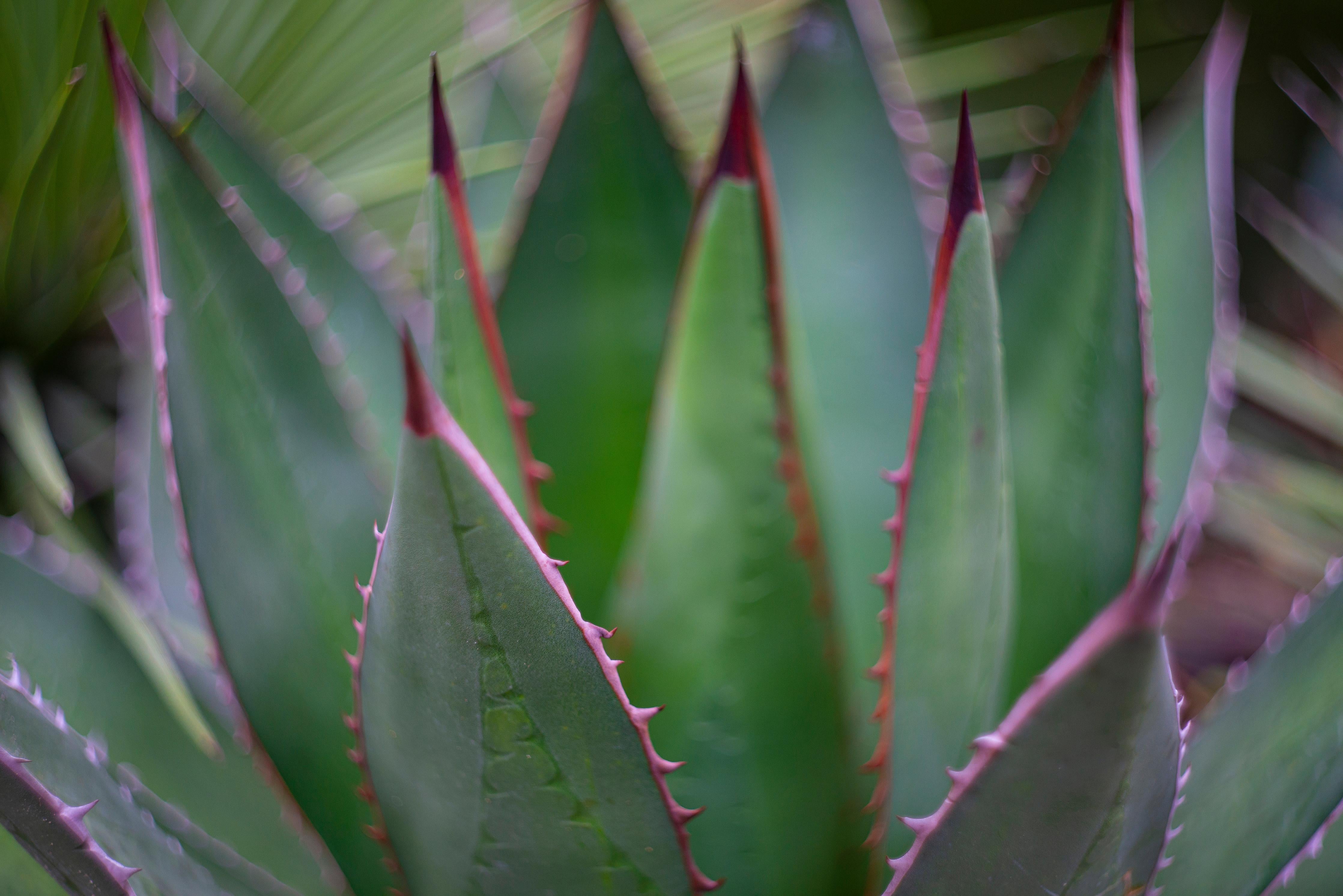 Duschrückwand-Nahaufnahme - Agave ghiesbreghti