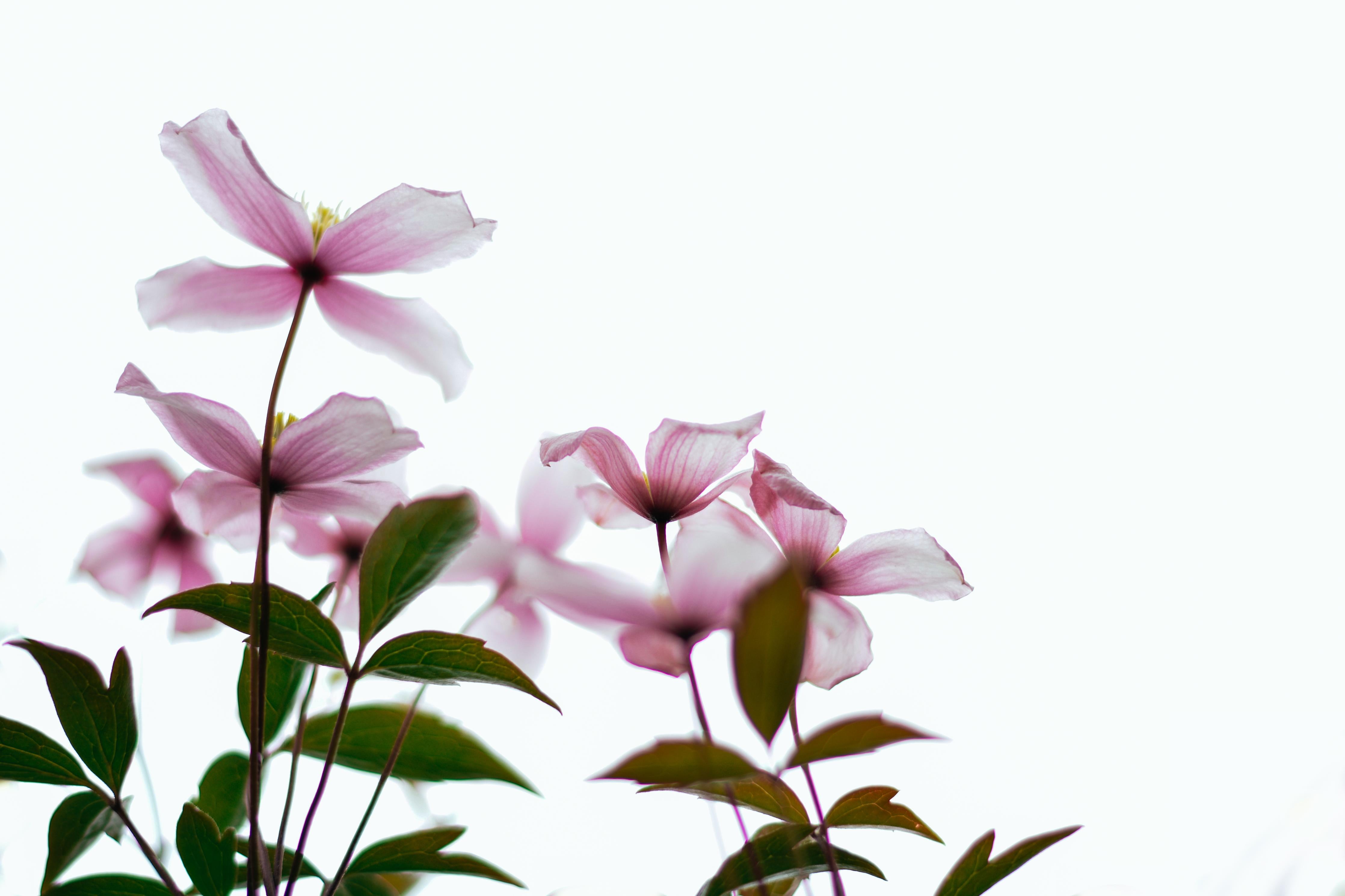 Duschrückwand-Nahaufnahme - Clematis Blüten