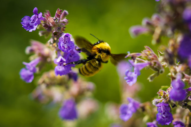 Duschrückwand - Nahaufnahme einer Honigbiene