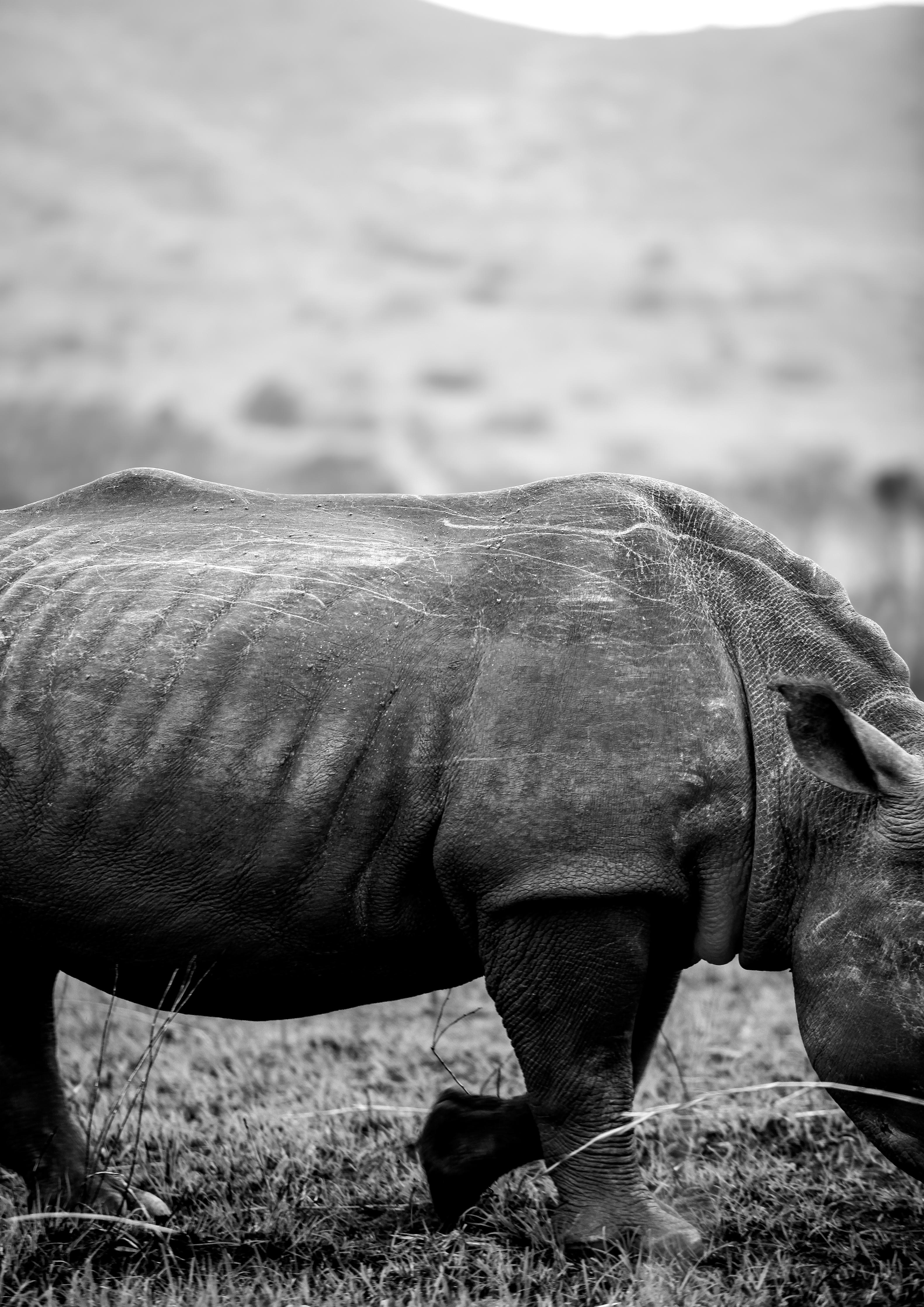 Duschrückwand-Nashorn - schwarz-weiß