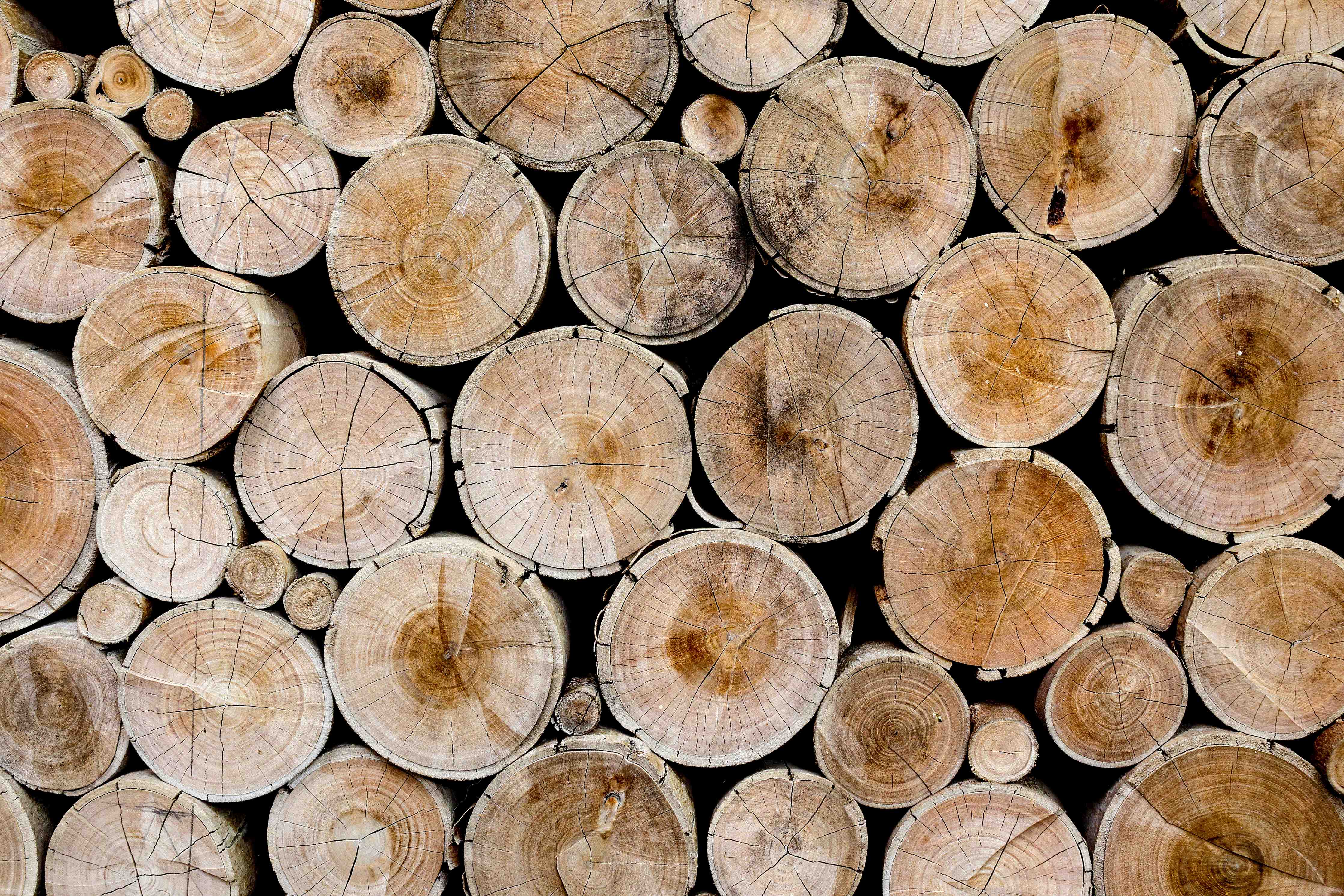 Duschrückwand-Natürliche Holzoptik mit Baumstämmen