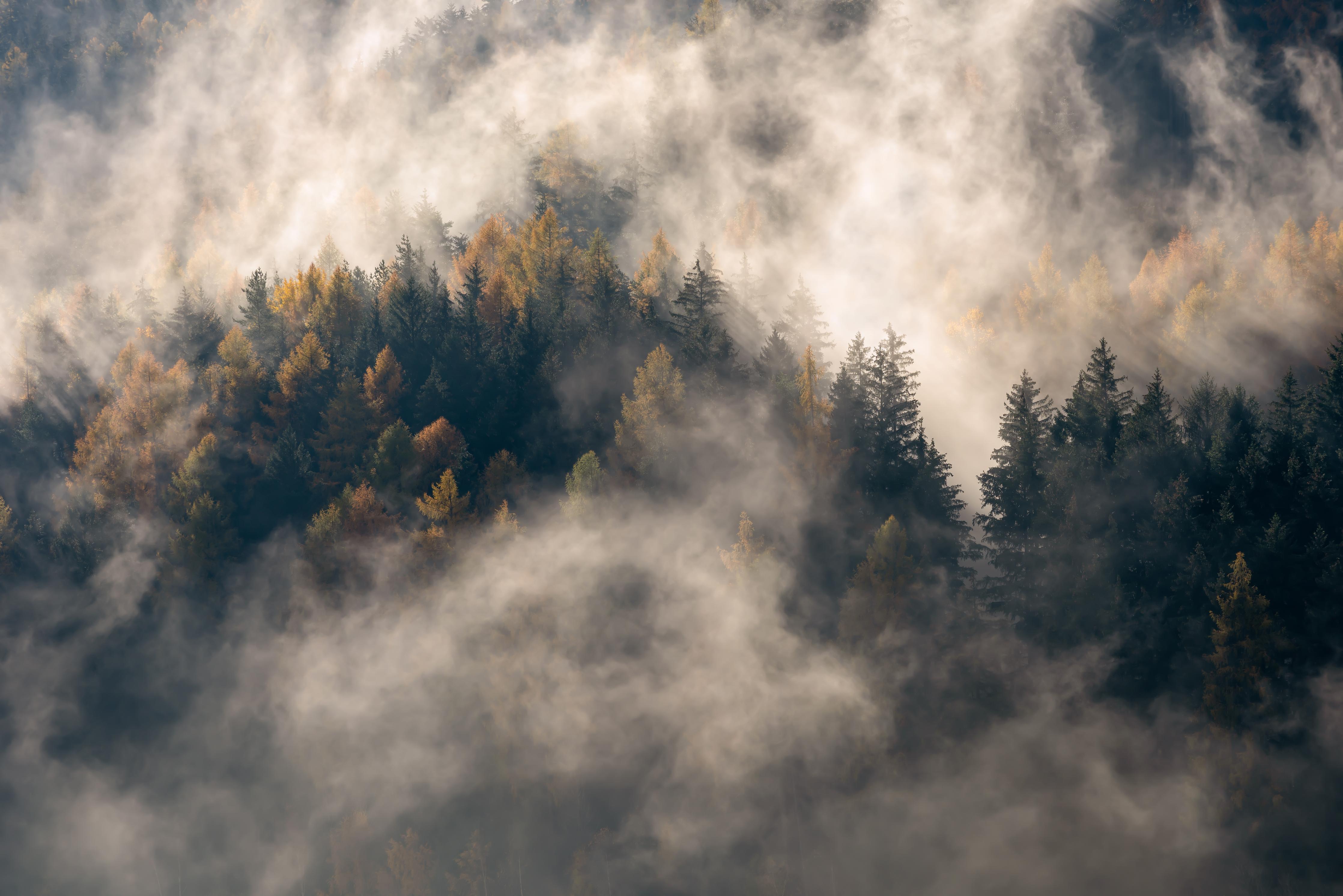 Duschrückwand-Nebel im Wald