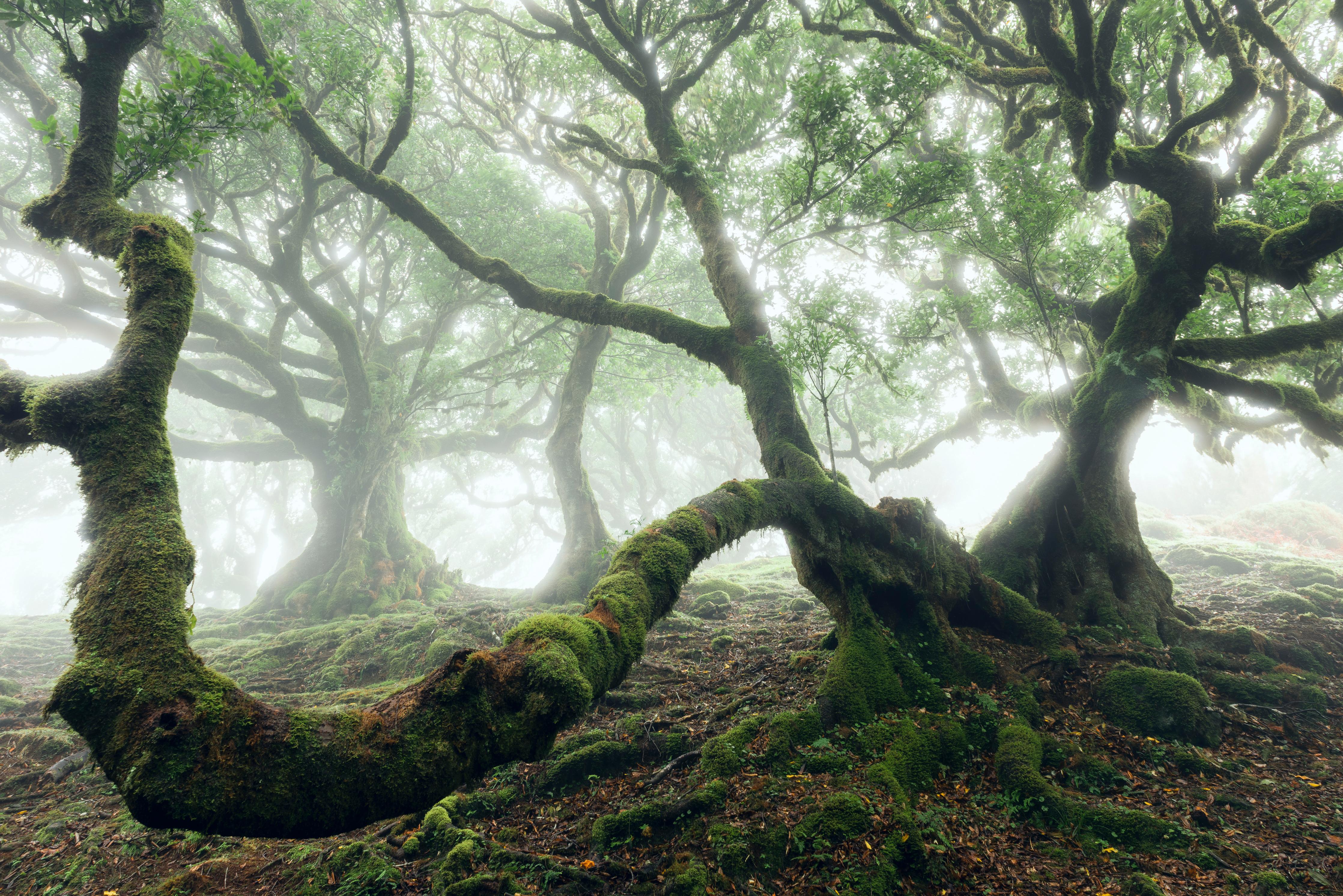 Duschrückwand-Nebeliger, mystischer Wald