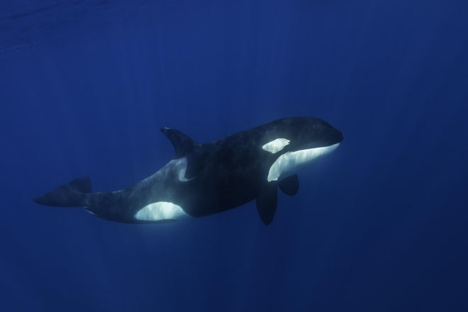 Duschrückwand - Orca im blauen Pazifik