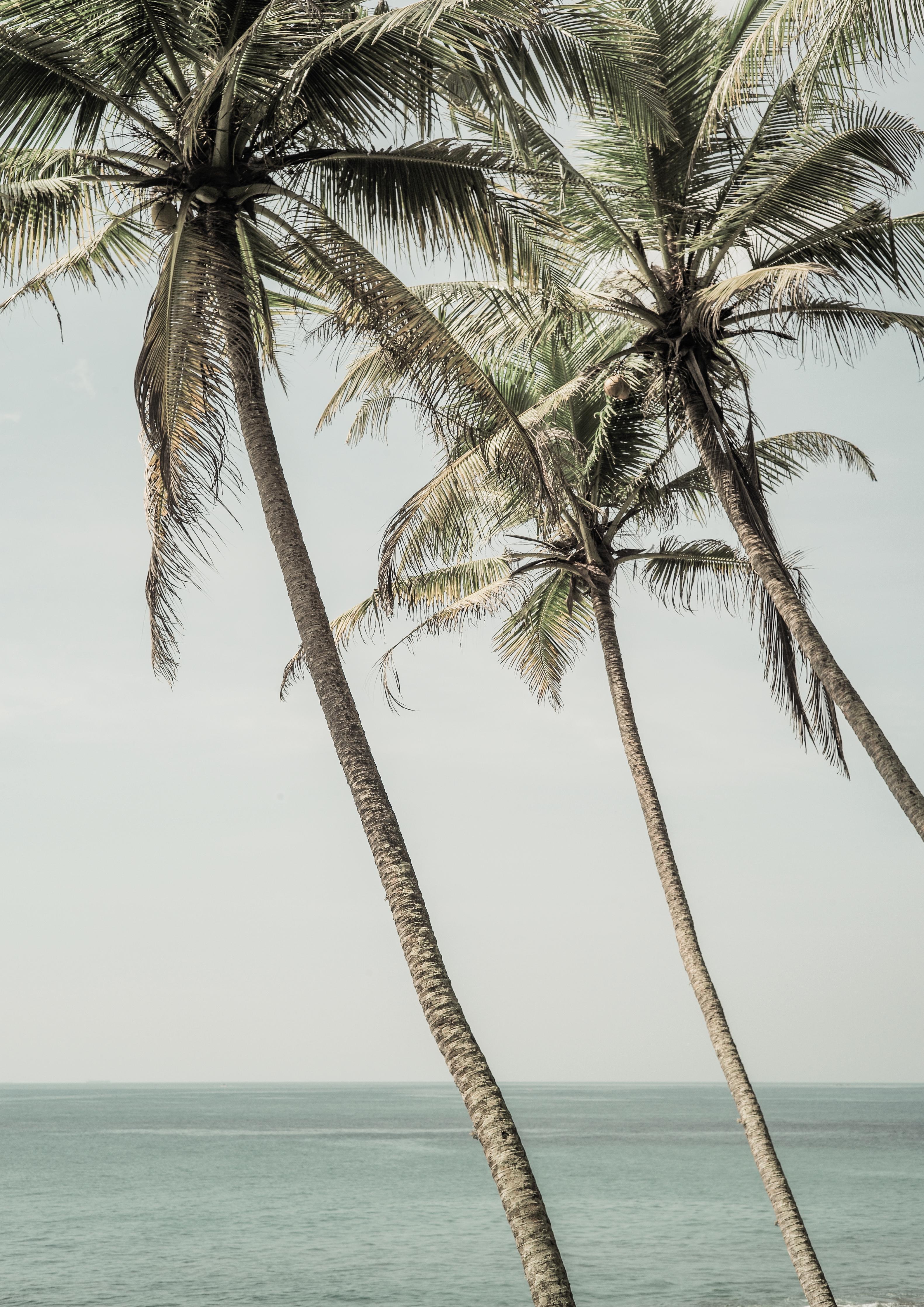 Duschrückwand-Palmen am Meer