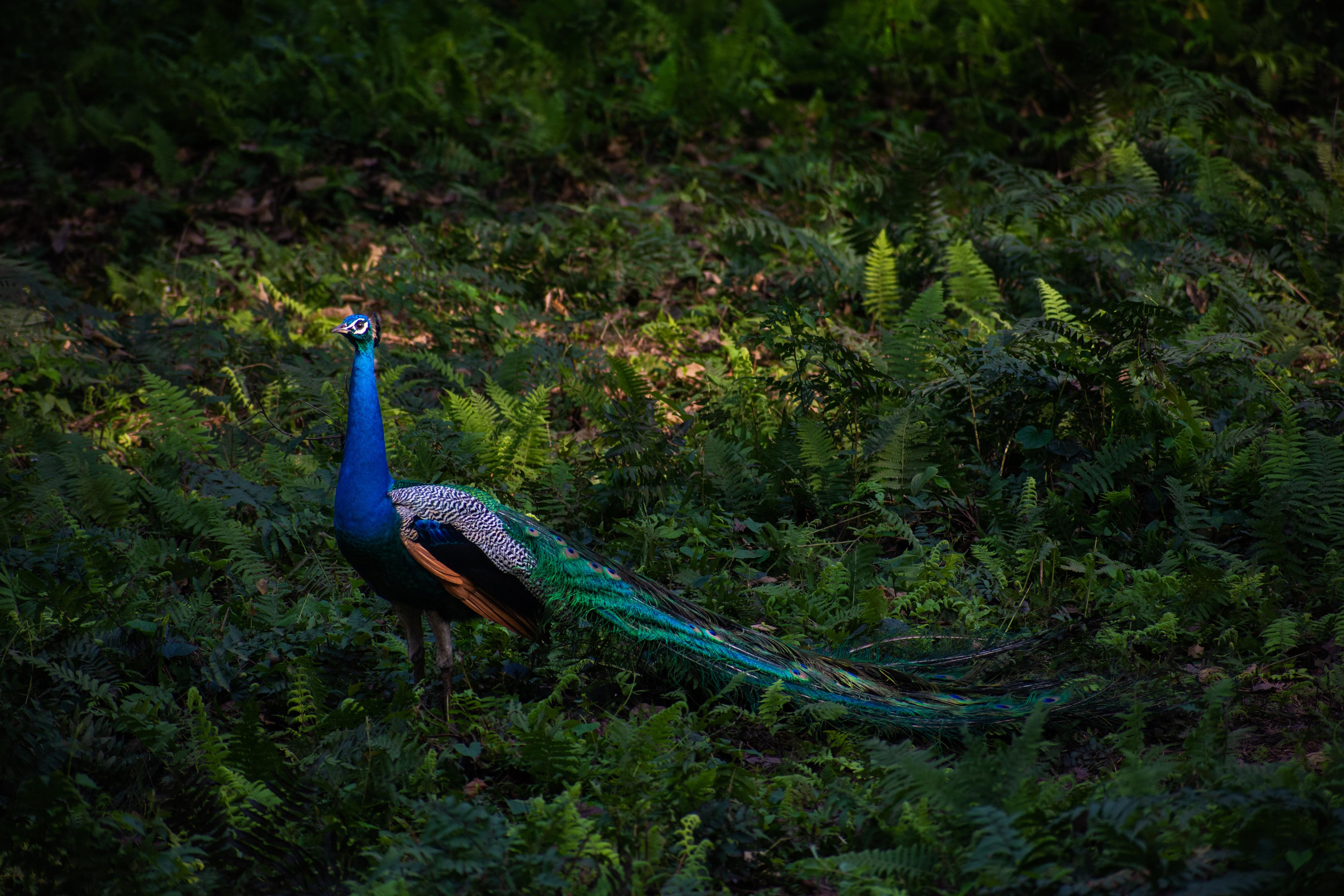 Duschrückwand-Pfau in freier Natur