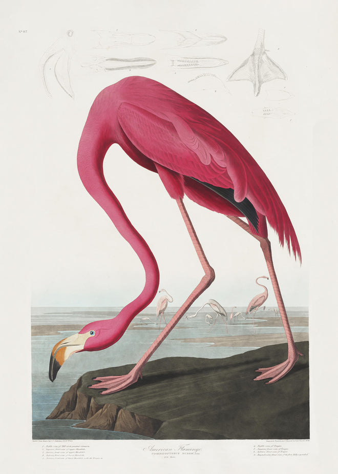 Duschrückwand - Pinker Flamingo - John James Audubon